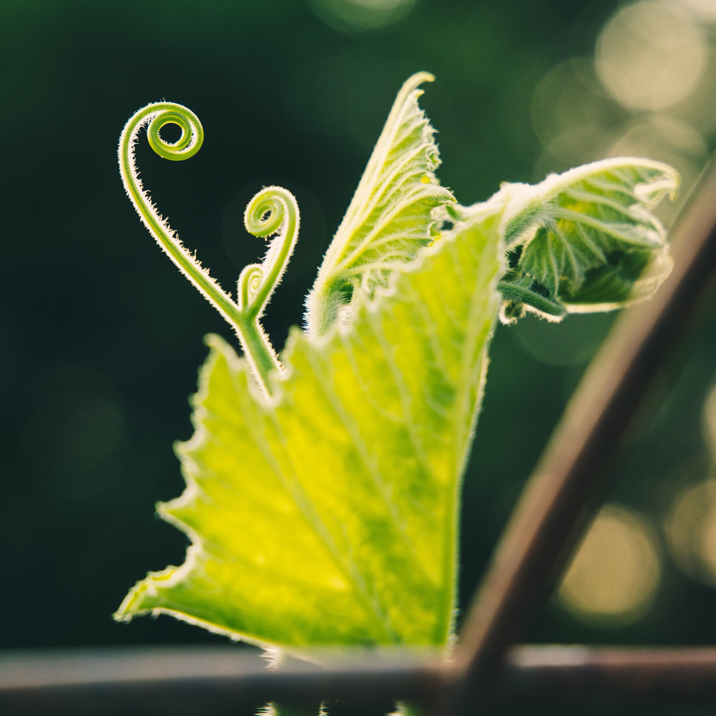 The Purpose of Nature’s Teachings