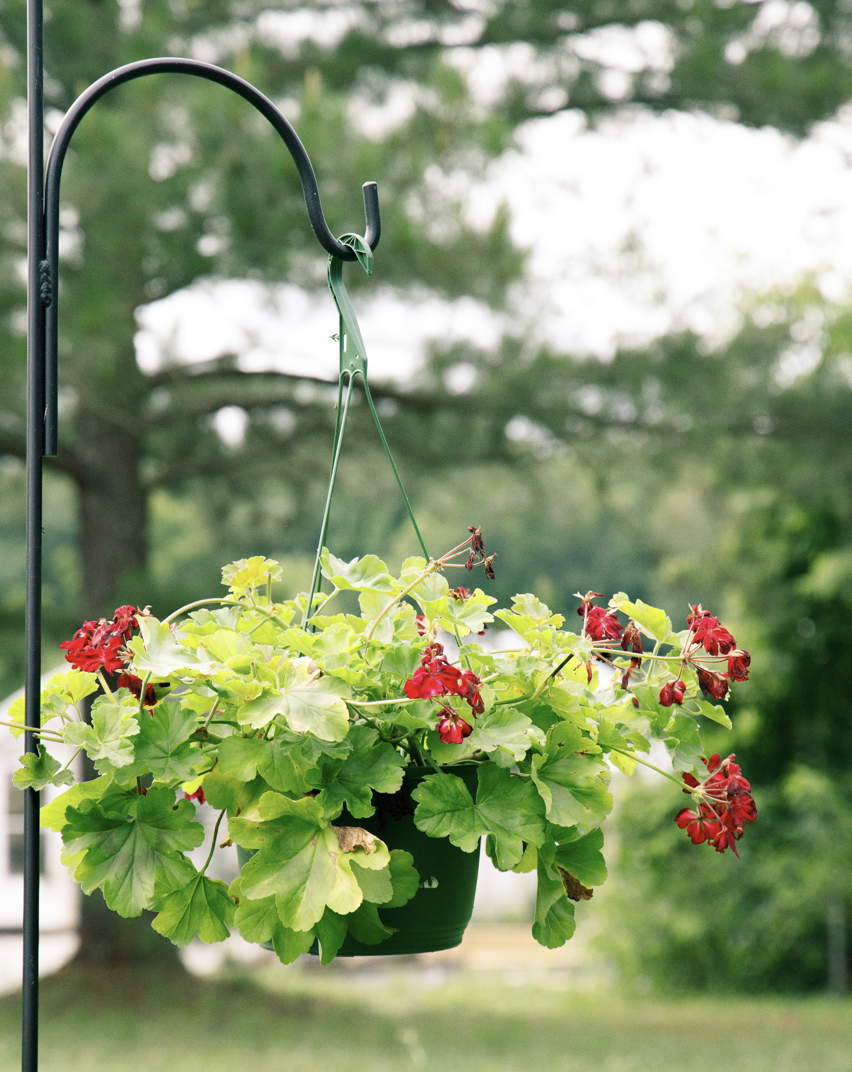 Outgrowing the Pot