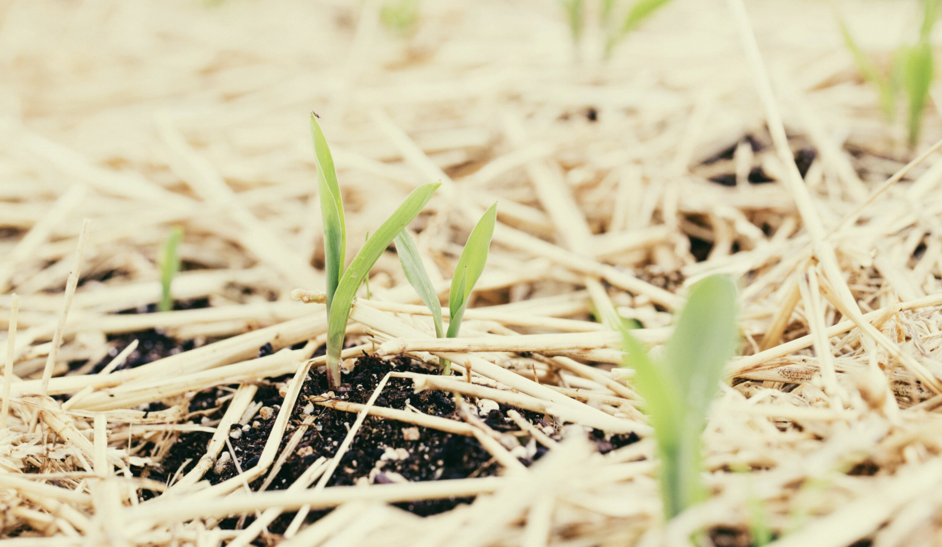 5 Things My First Year of Gardening Taught Me