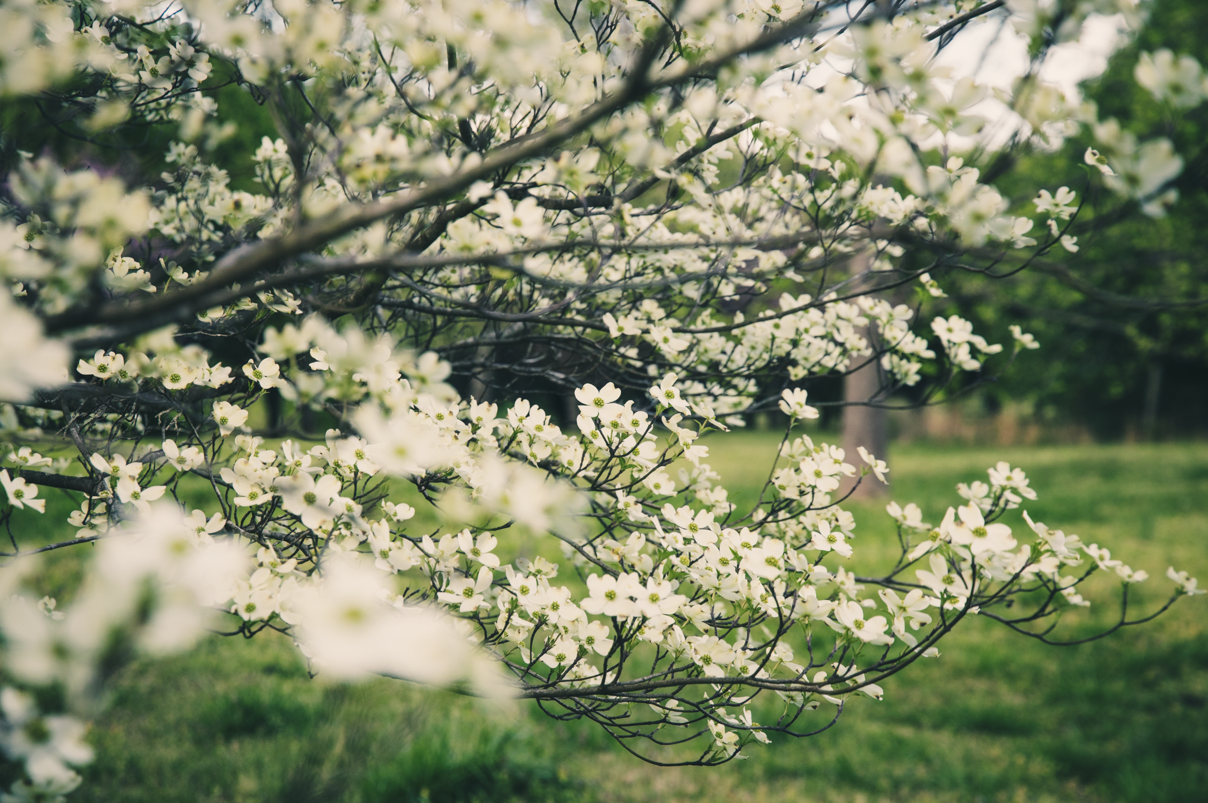 The Whimsical Benefits of Planting Native Plants