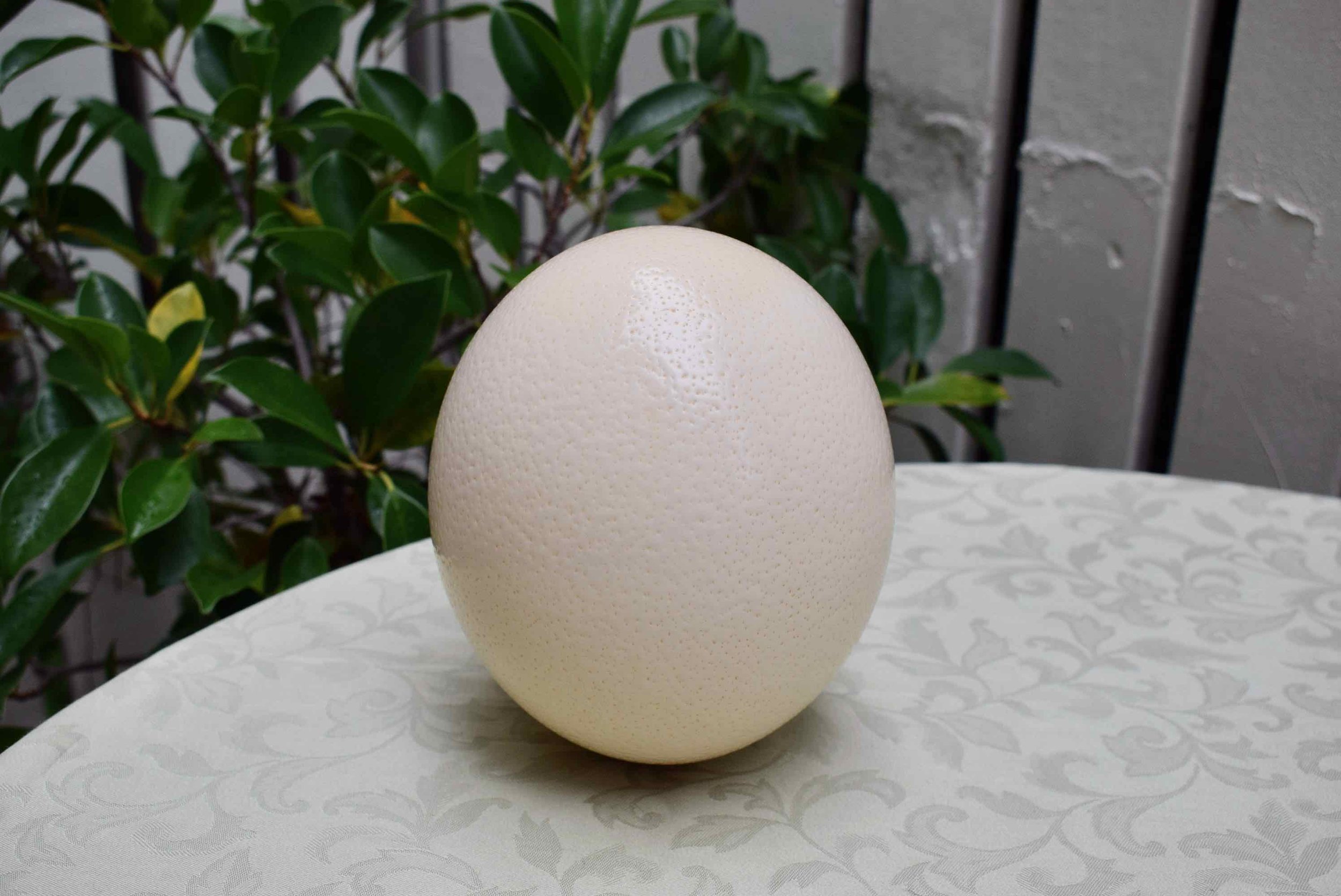 P1126E-004