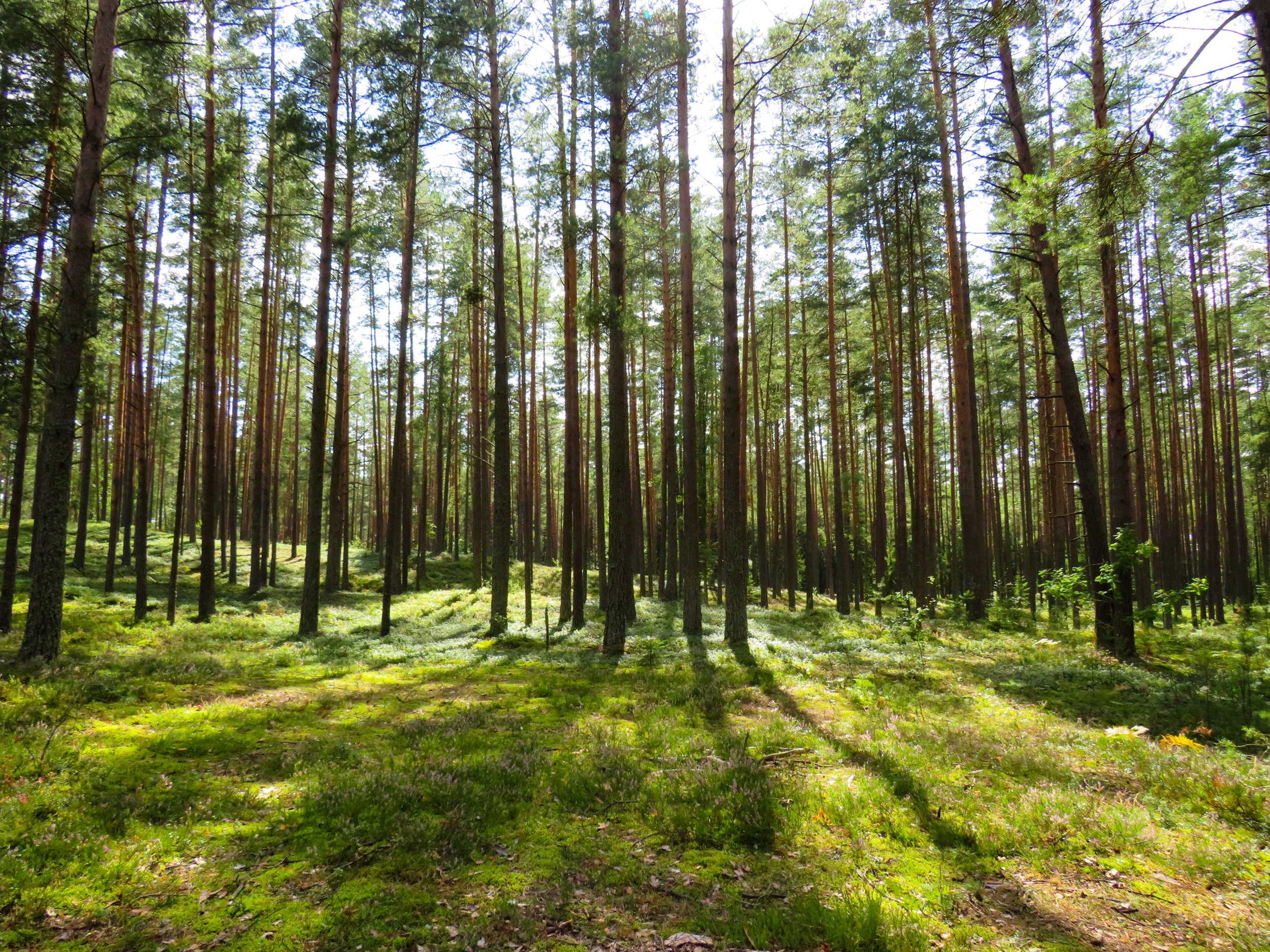 Can bacterial indicators of a grassy woodland restoration inform ecosystem assessment and microbiota-mediated human health?
