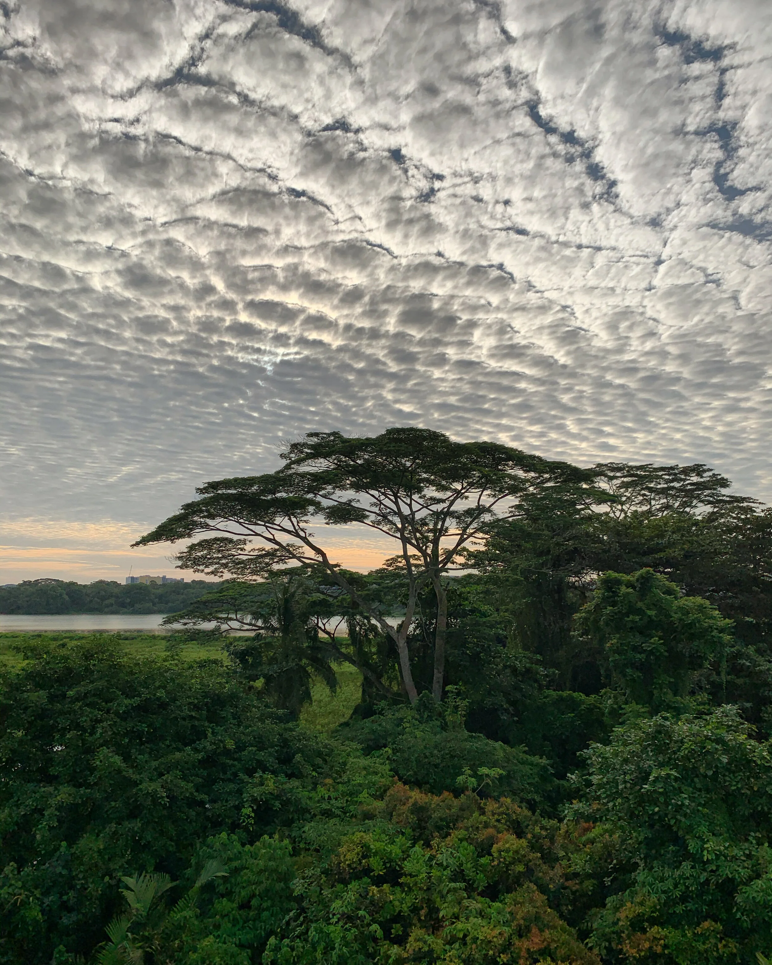 The birds and the trees (and some fishing cats)