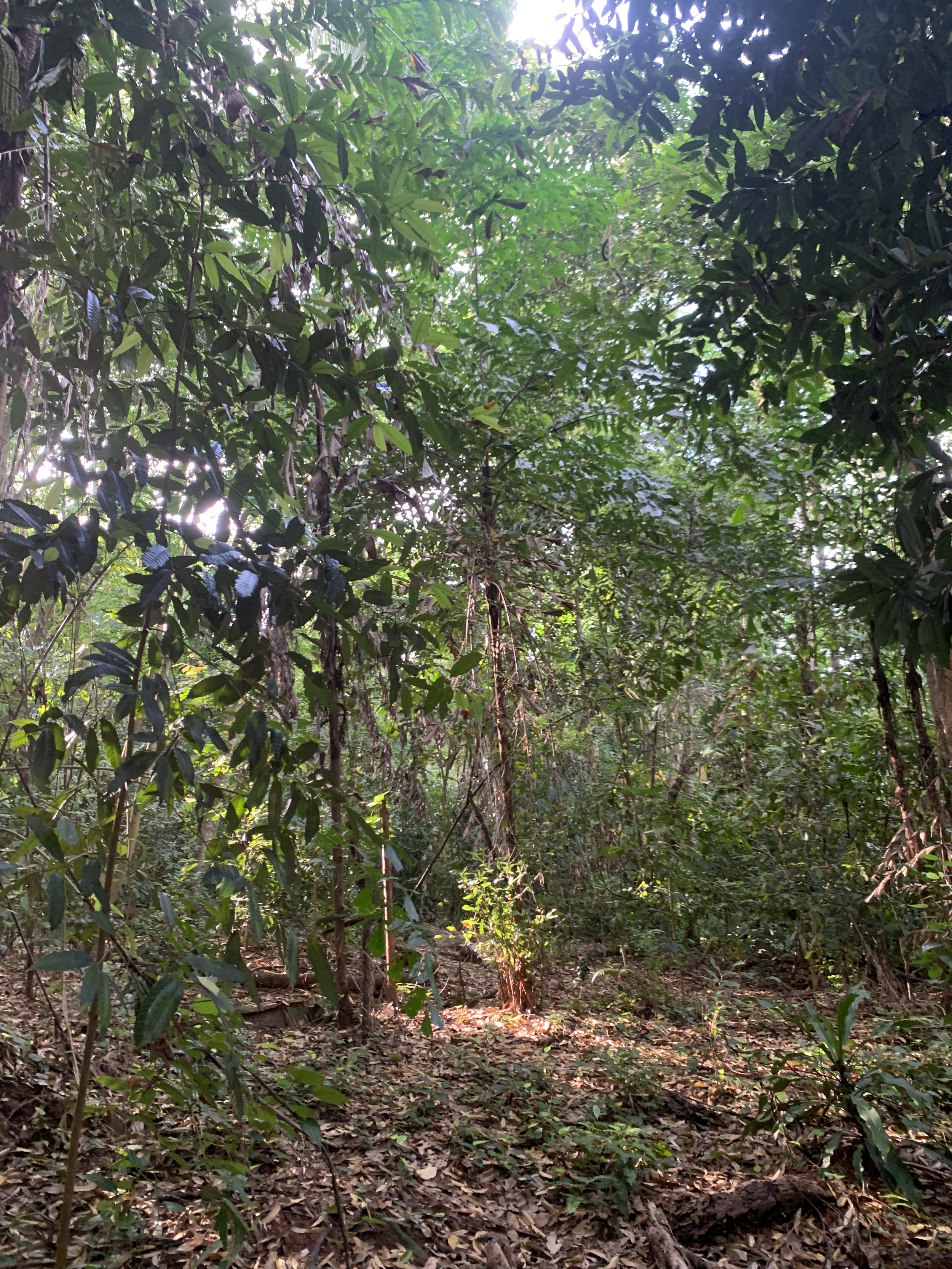 Ubin forest