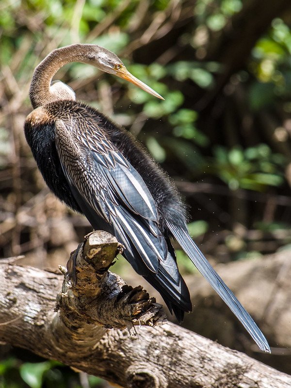 "Oriental Darter" by Mike Prince is licensed under CC BY 2.0.