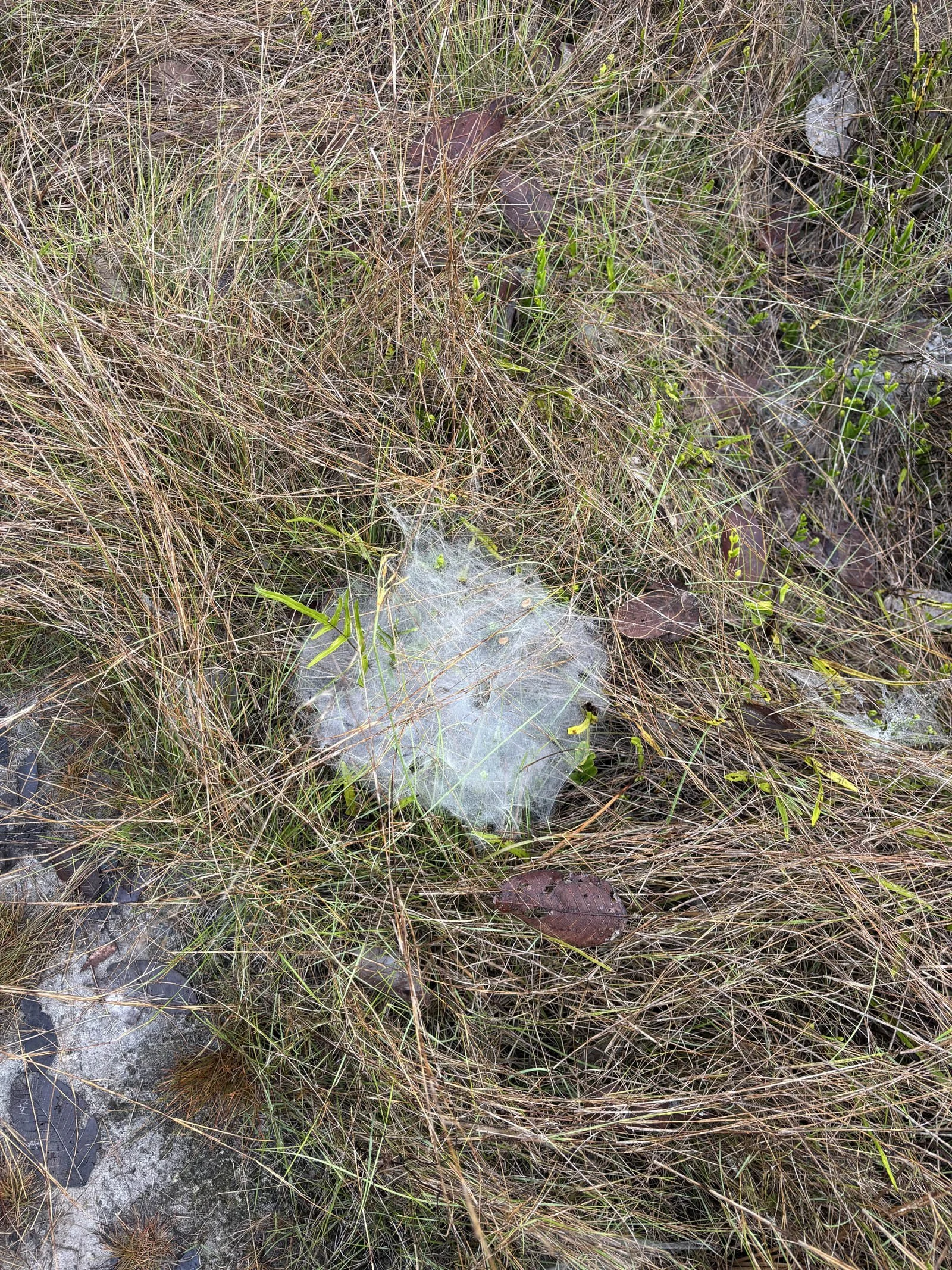  Spiderwebs decorate the bushes of the veal 