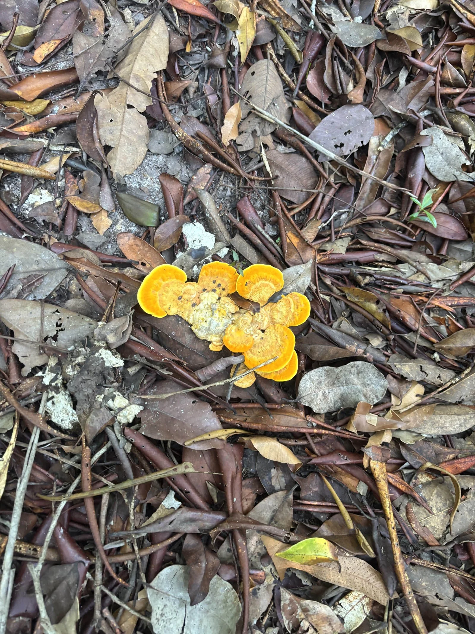  A clump of ‘Chicken of the woods’ fungi 