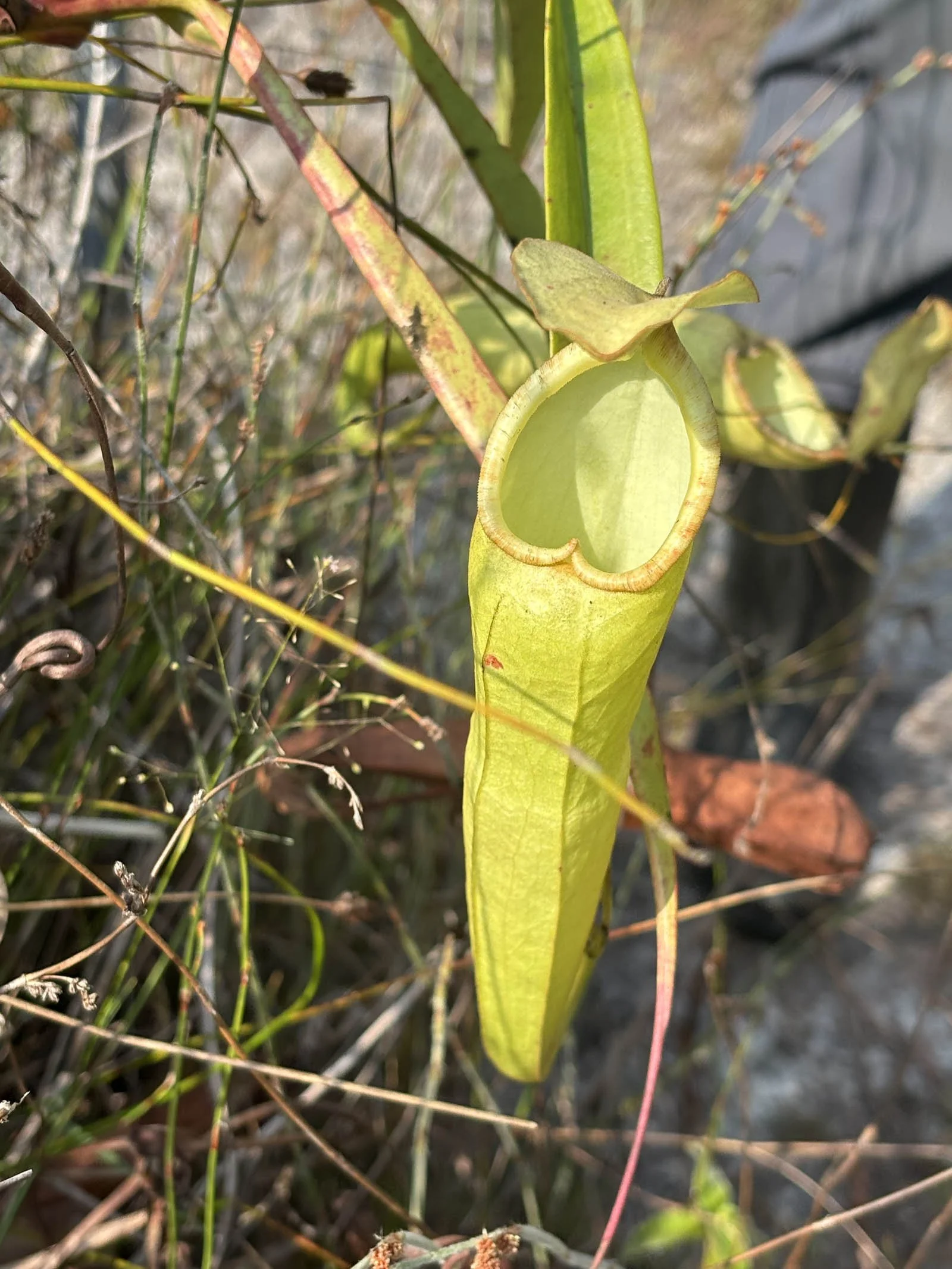  A pitcher plants lies in wait for unsuspecting insects 
