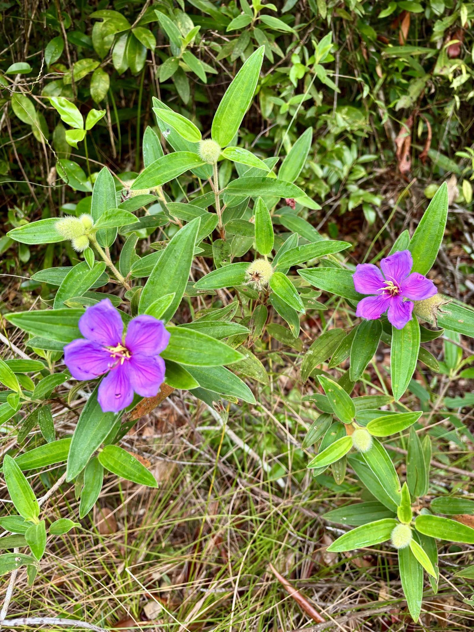  Purple malabar melastome add a splash of colour to the veal 