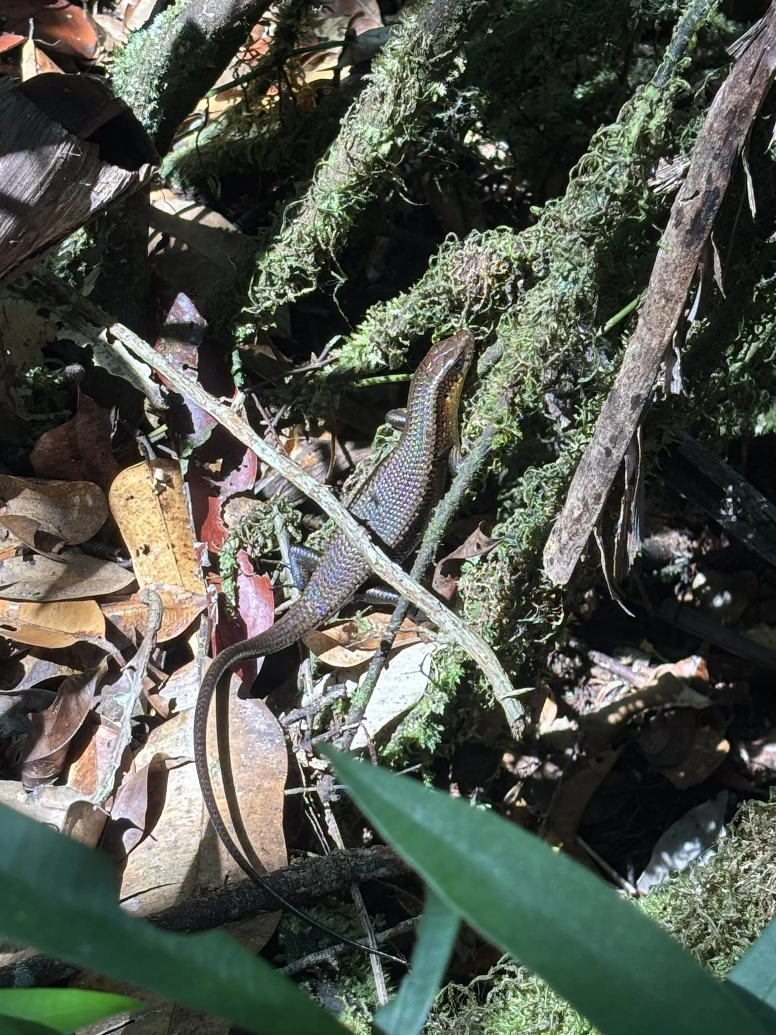  A skink enjoys a ray of sunshine 