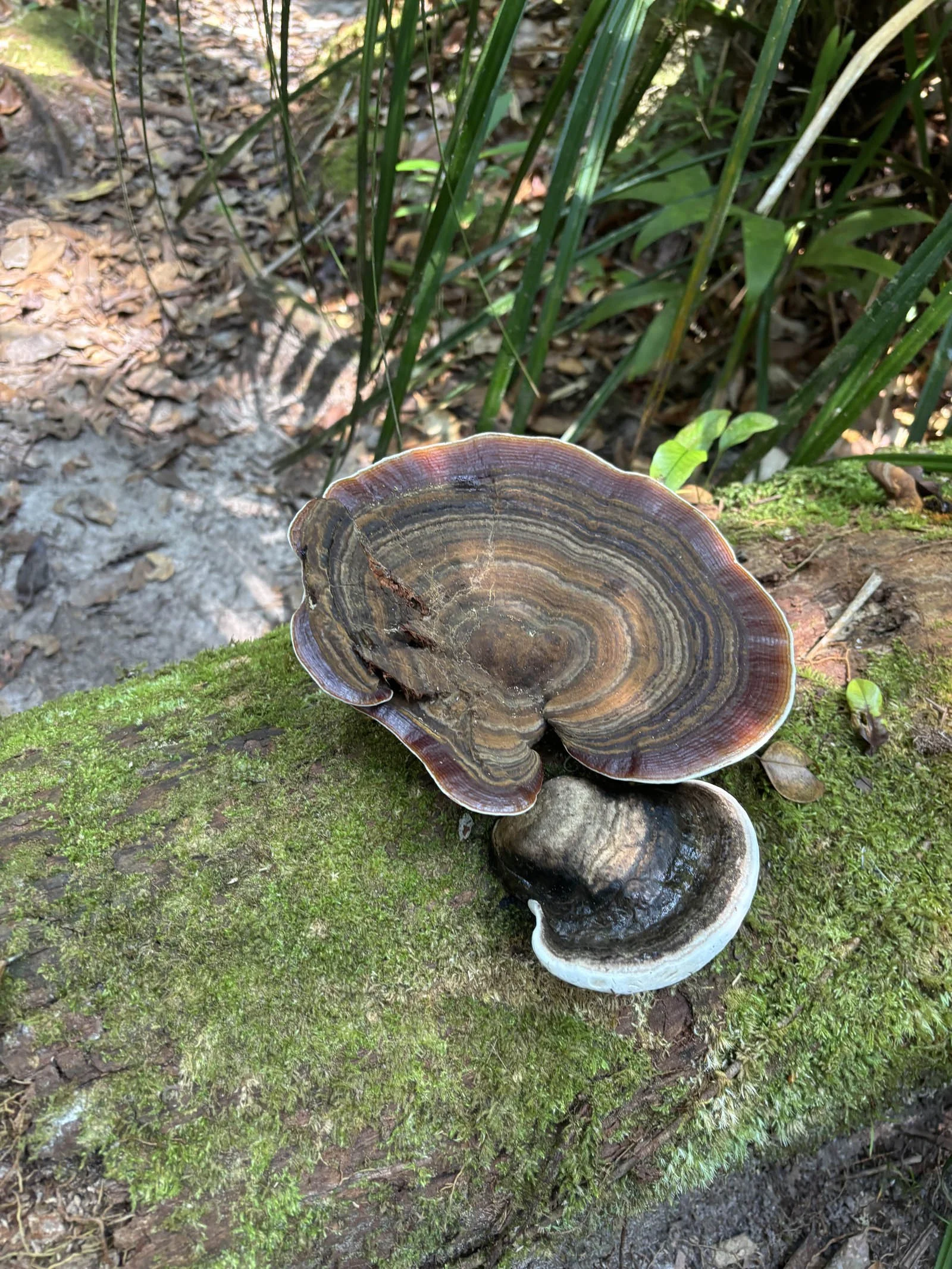 Bracket fugi dot the forest floor 