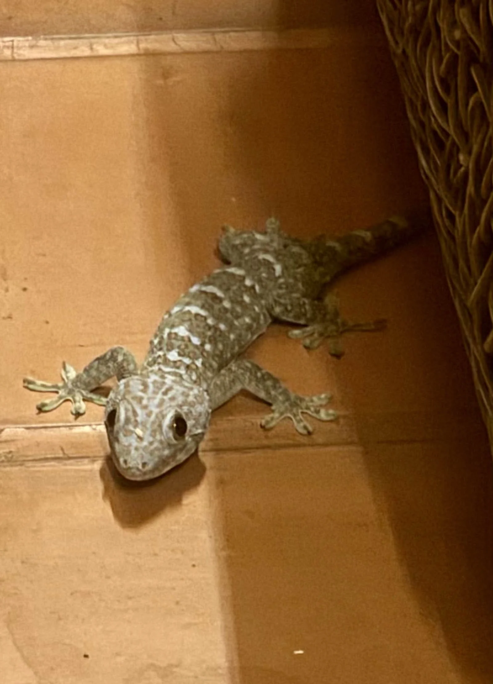  A resident tokay patrols the floor of the bar 