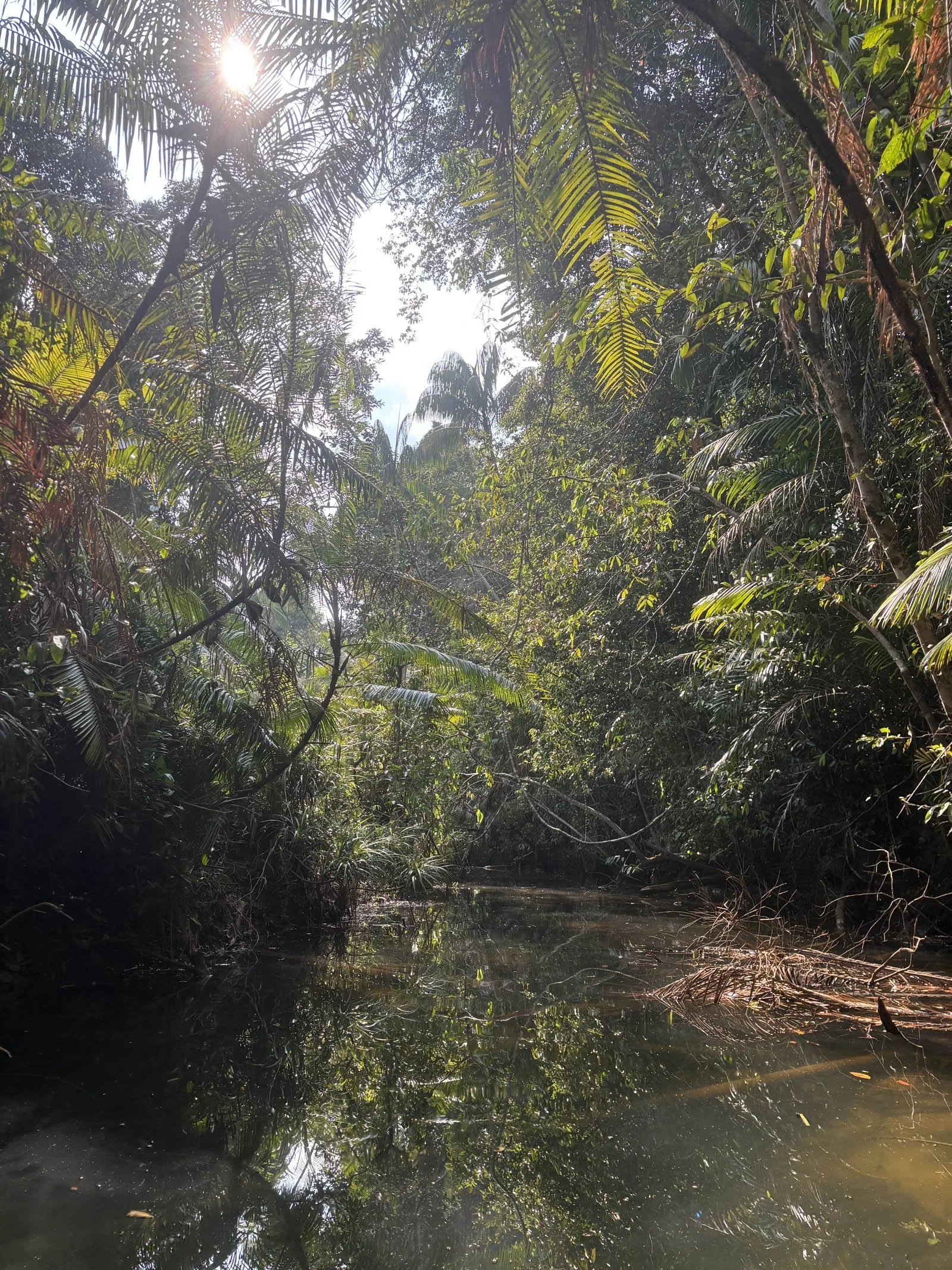  The enticing entrance to one of the creeks branching off from the main river 