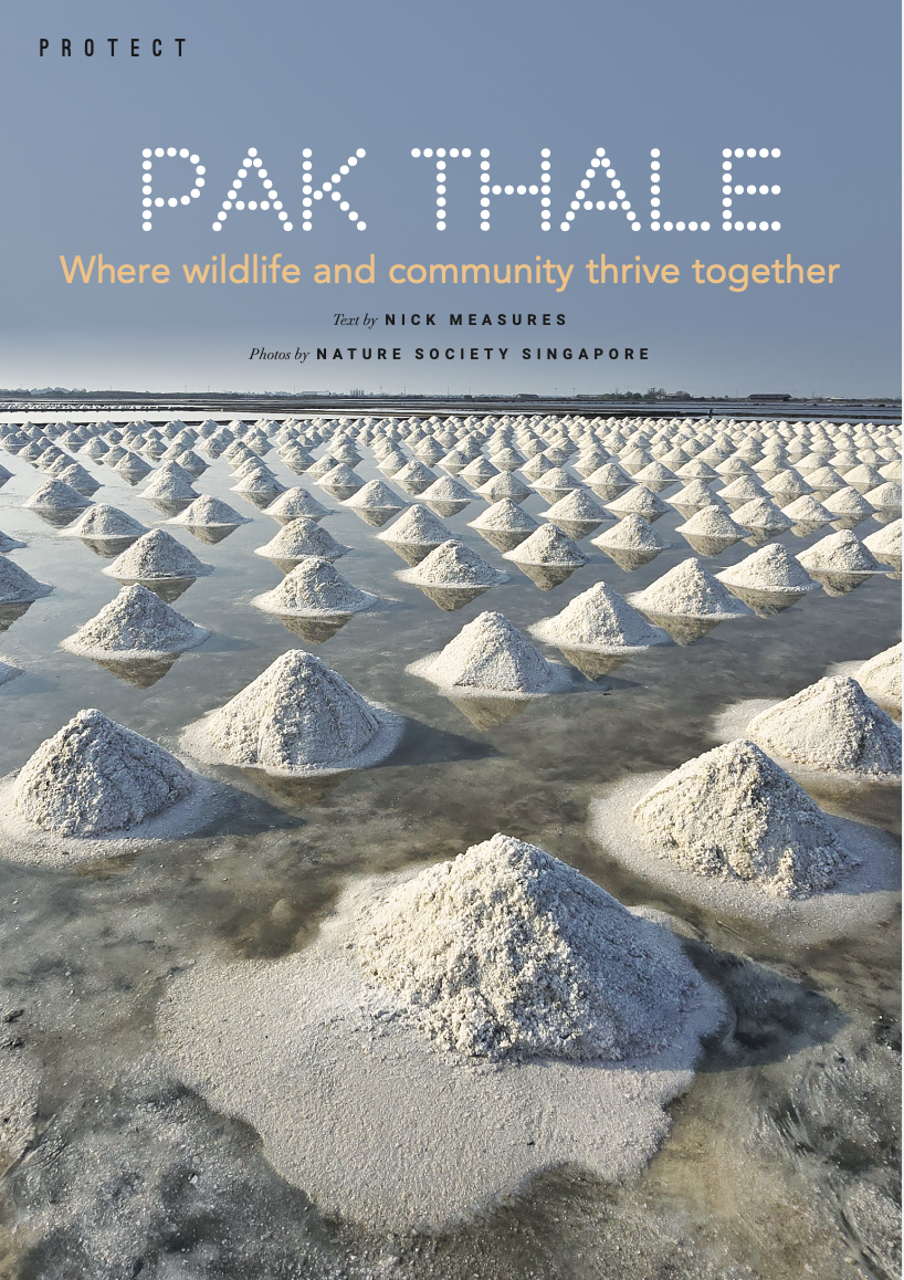 pakthale cover.png