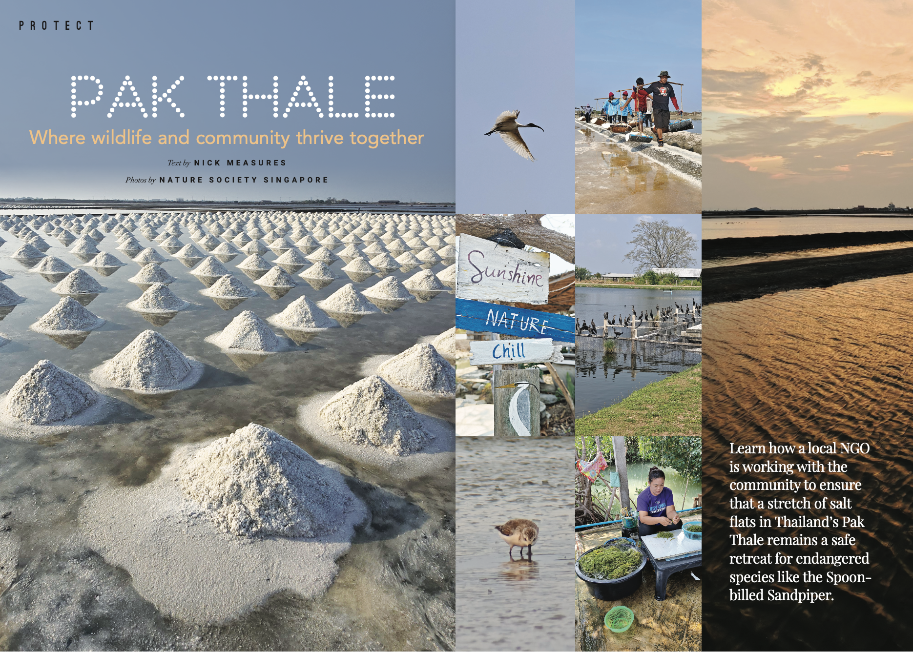 Pak thale spread.png