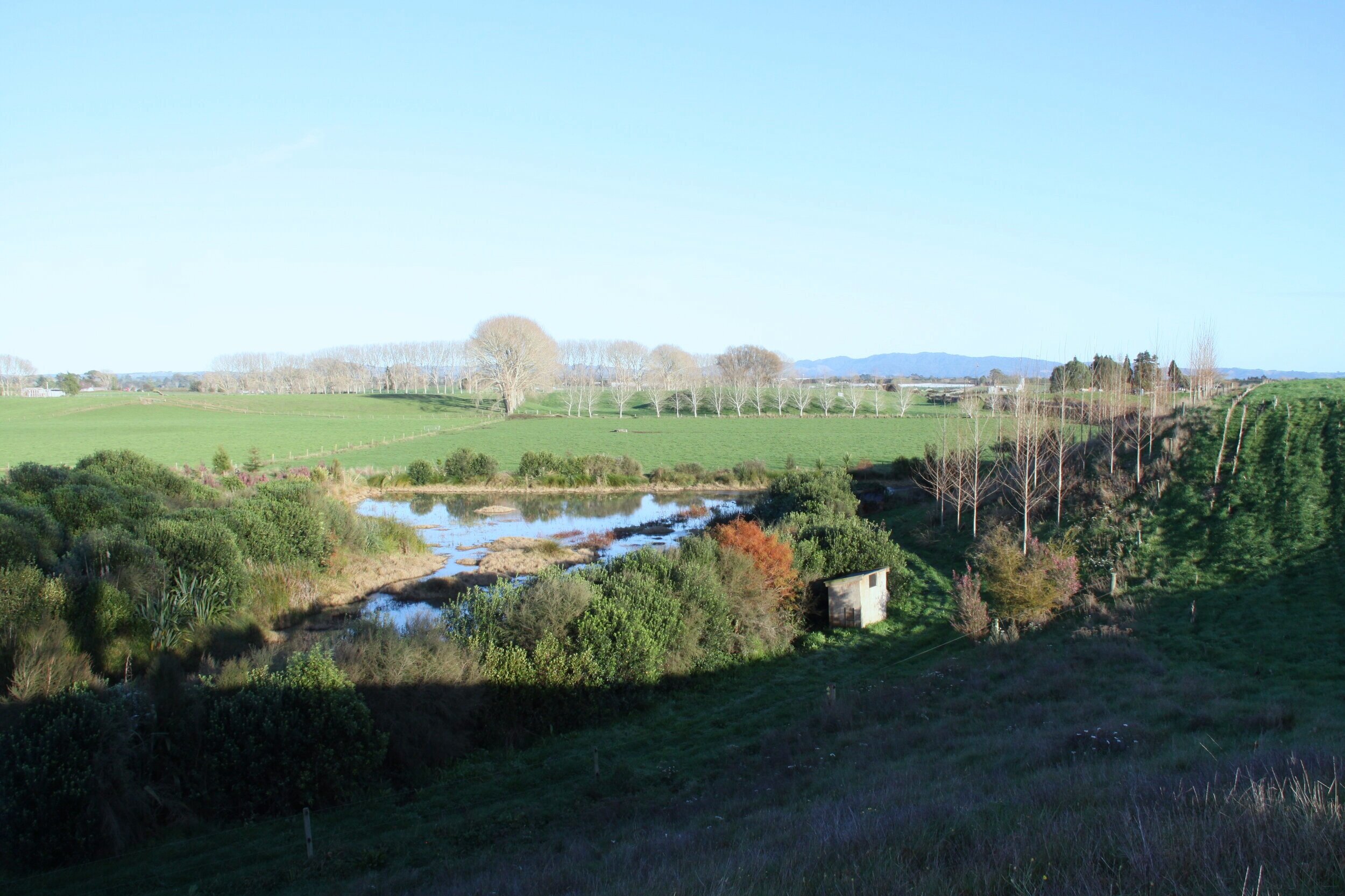 Rangimarie wetland 3 years after construction