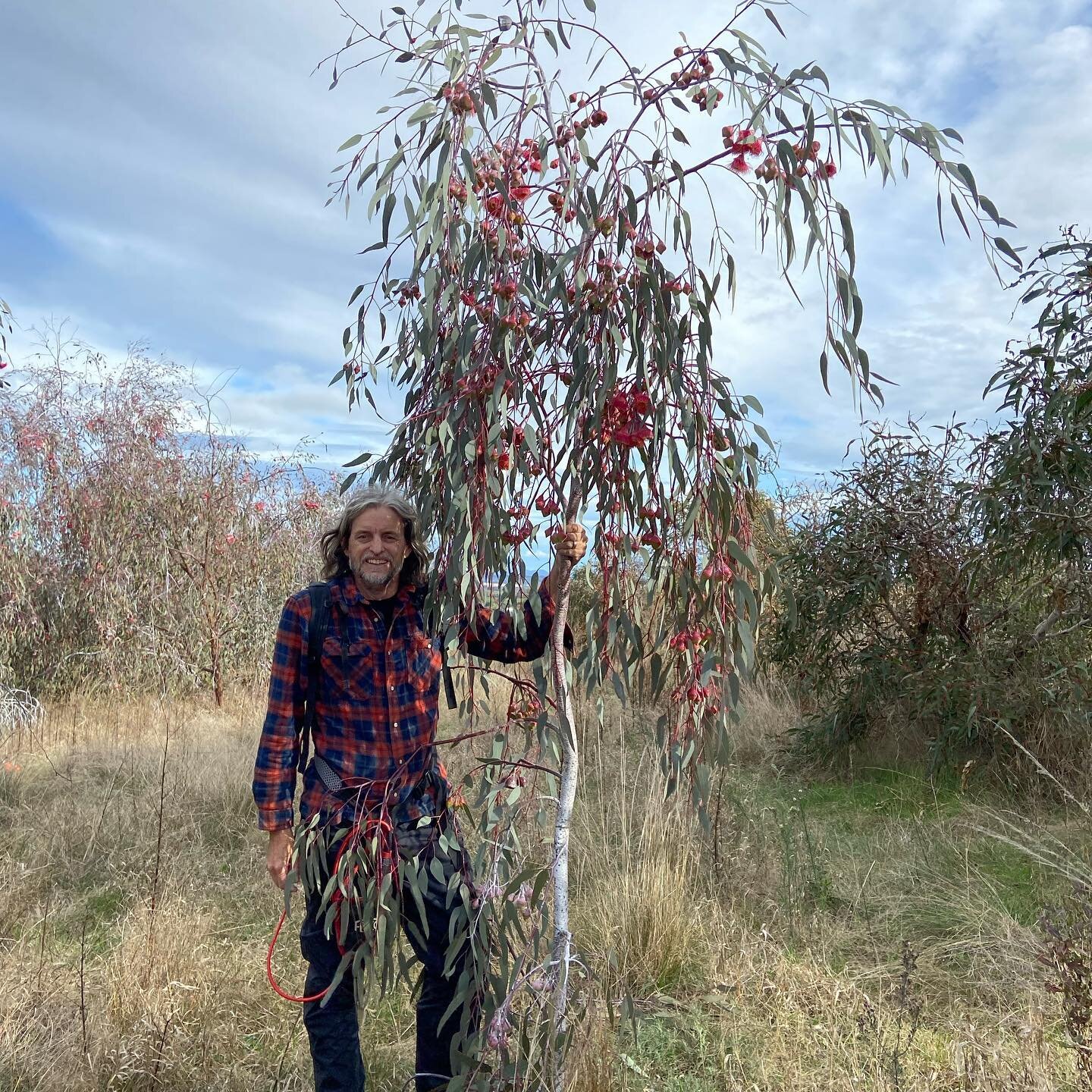 #eucalyptus #floweringgum #silverprincessgum we went on a picking trip which was nice to get inland away from all the coastal rain. The Eucalyptus caesia is the best I&rsquo;ve seen for a few years, it also looks like it will be a good year for #euca