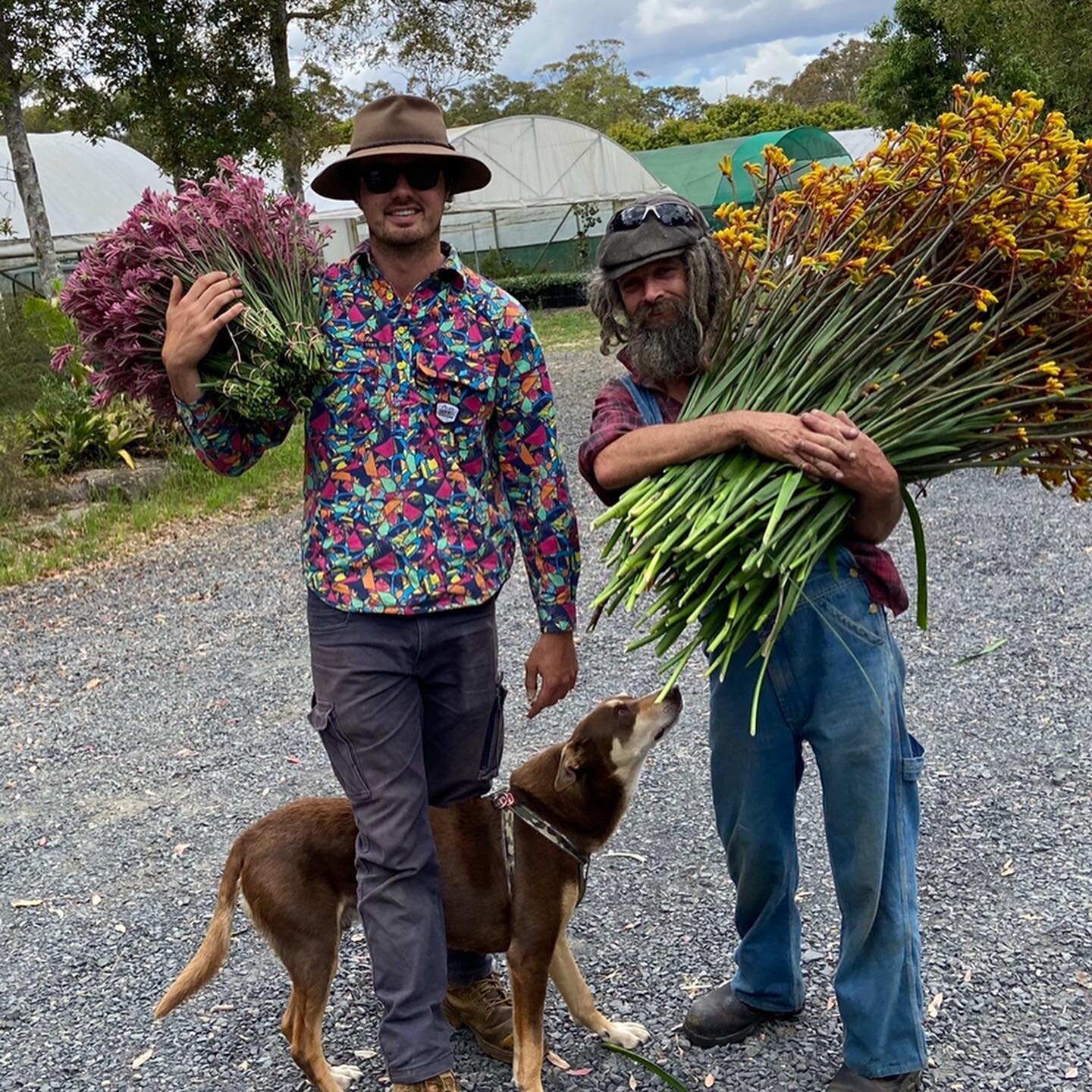 Today we celebrate Jayden, completing his training in #horticulture a fine young man with a love of #australianflora and #colourfulshirts #eastcoastwildflowers