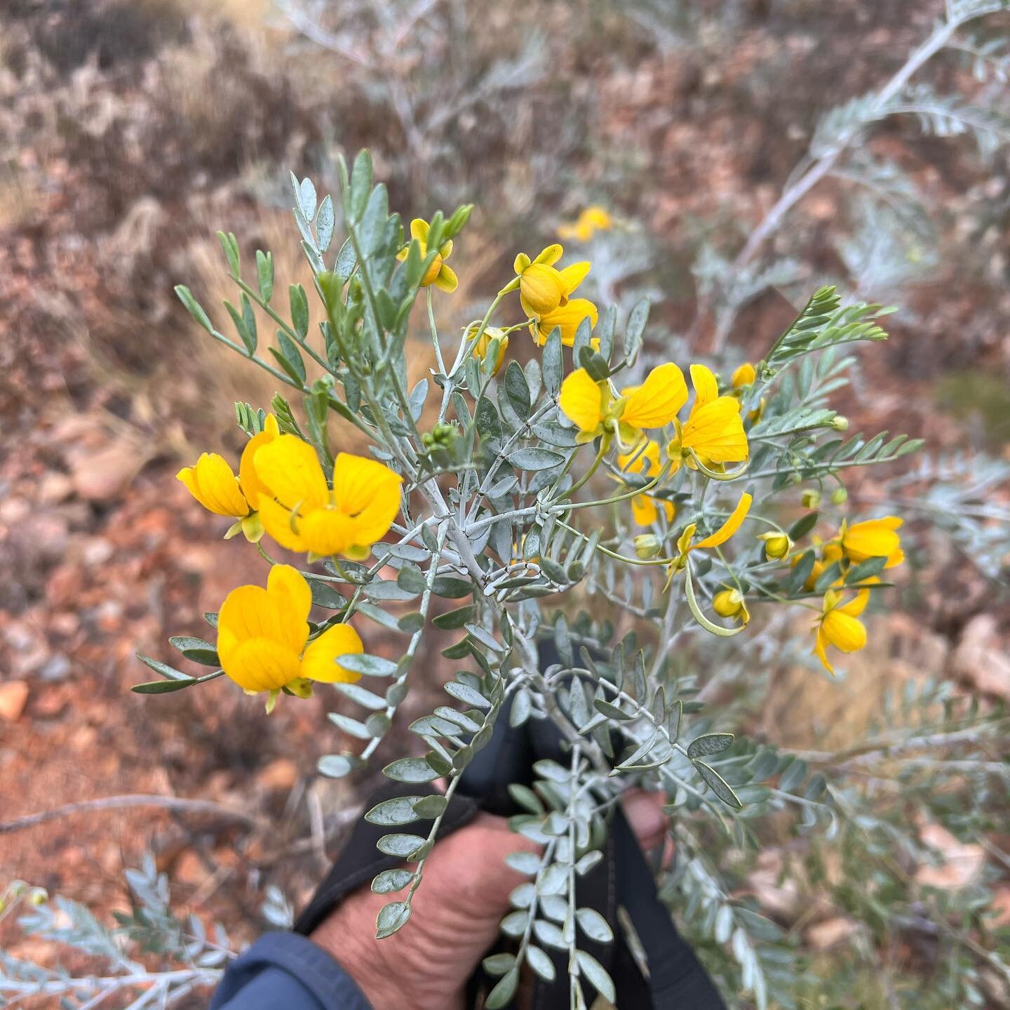 #wildflowers of the #larapintatrail many more but here is a selection. Just have the privilege of spending 14days walking with @mirandarosescott it was a tough walk at times but also an amazing experience. The #westmacdonnellranges are something to s