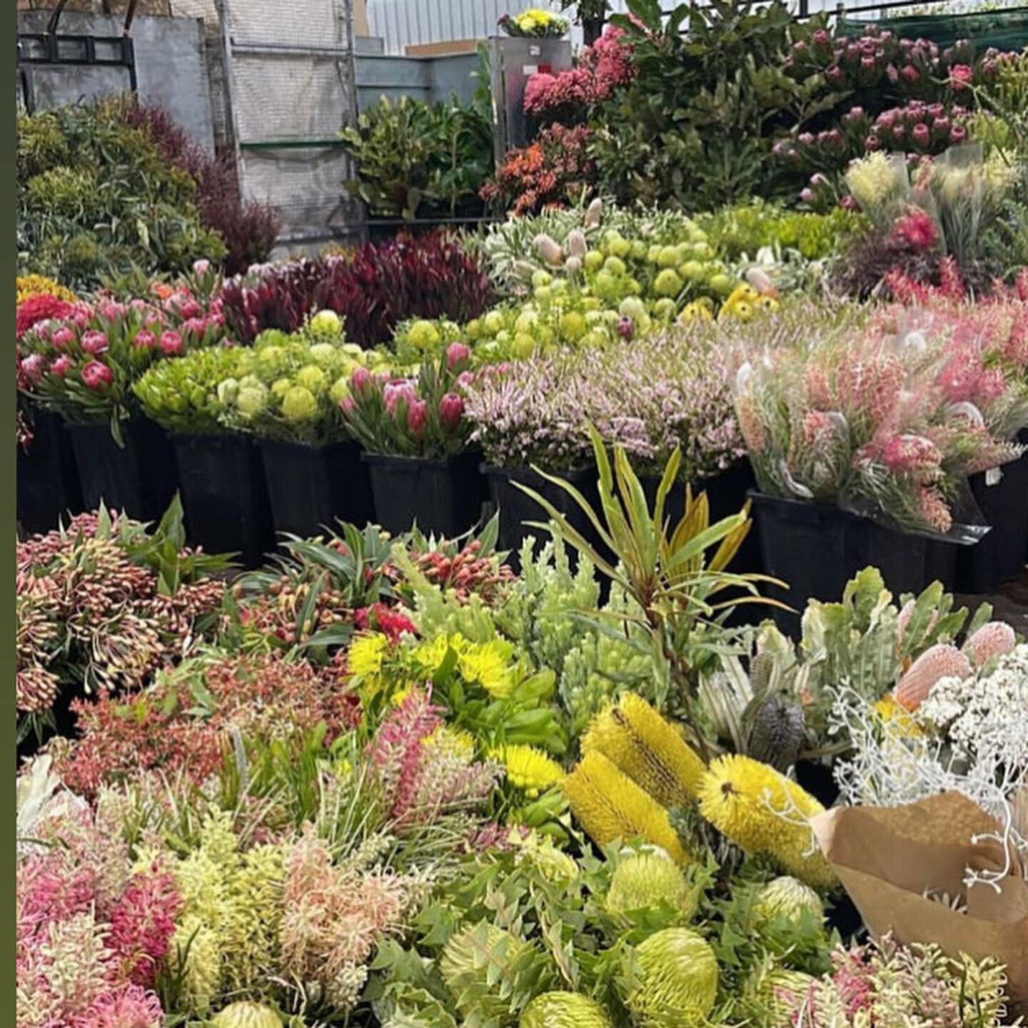Today #atthemarket #eastcoastwildflowers @sydneyflowermarkets busy morning with some great help setting up the flower stand by @bess_paddington and @25jackgorham86  What a great display!