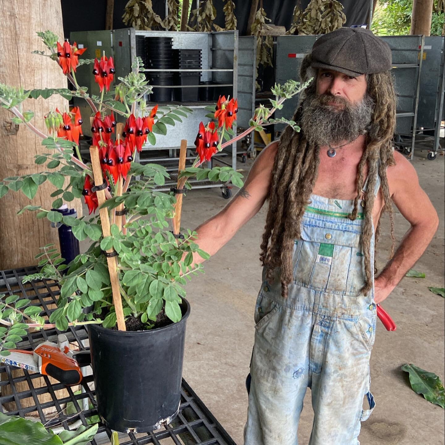 #sturtpea with Tim, two super stars. Then a few photos from the latest @homebeautiful magazine with a story on the farm, followed by some wonderful photos of #australianflora that we are growing #onthefarm #eastcoastwildflowers #ptilotus #actinotushe