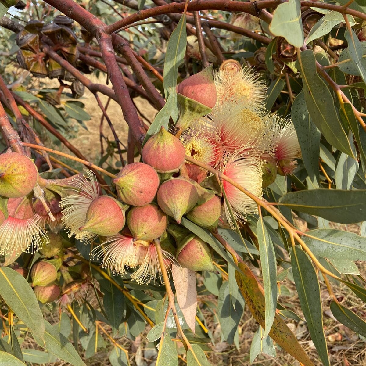 #eucalyptus I had a nice picking trip over the weekend with Gordon. Pick some real treasure. For the #florist who are at #sydneyflowermarkets tomorrow come and have a look @ #eastcoastwildflowers #australianflora #eucalyptusmacrocarpa #eucalyptusyoun