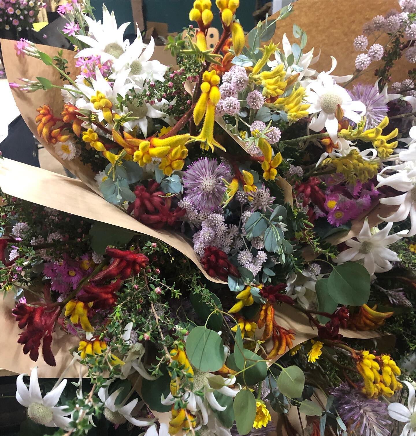 #wildflowers #australianflora just spectacular #onthefarm #eastcoastwildflowers #ptilotus #mullamulla #actinotushelianthi #flannelflowers #everlastingdaisies