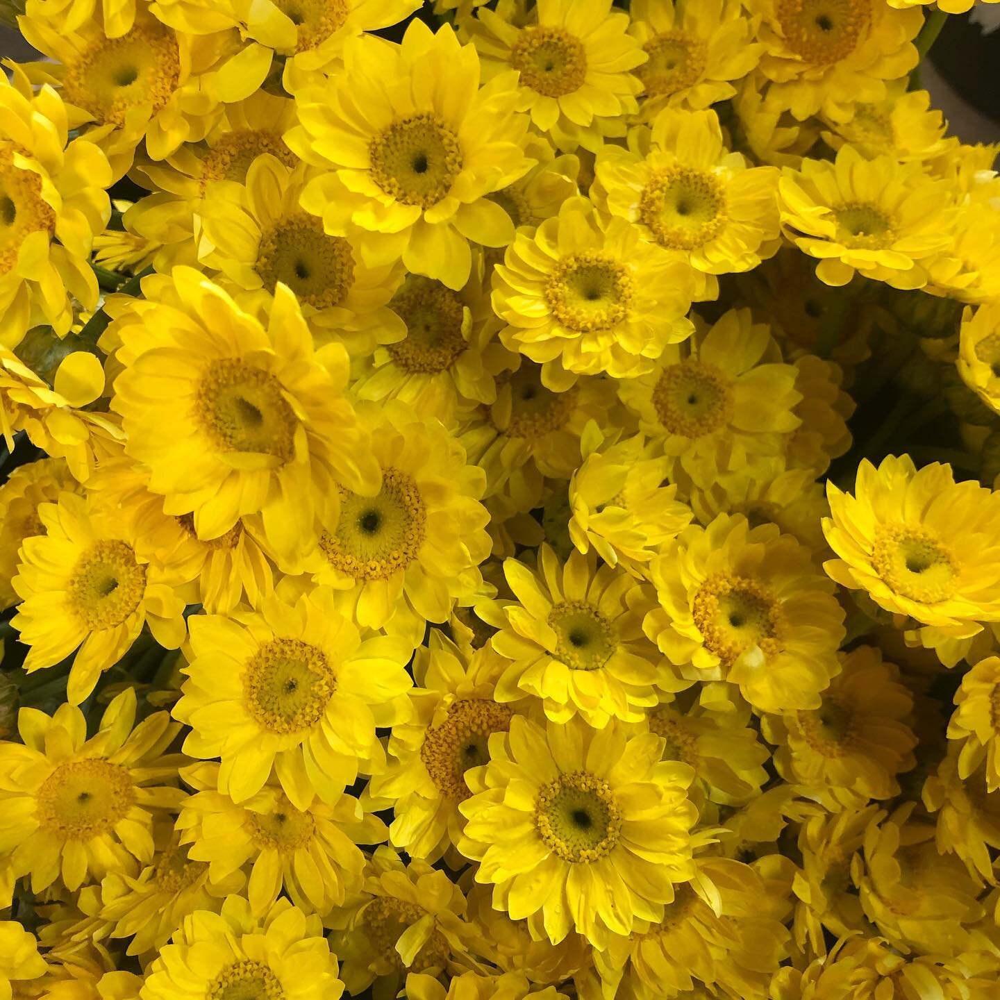 Today #onthefarm #australianflora #schoenia #rhodanthe #telopea #boronia #actinotushelianthi #waitzia #ptilotus #eastcoastwildflowers #sydneyflowermarket