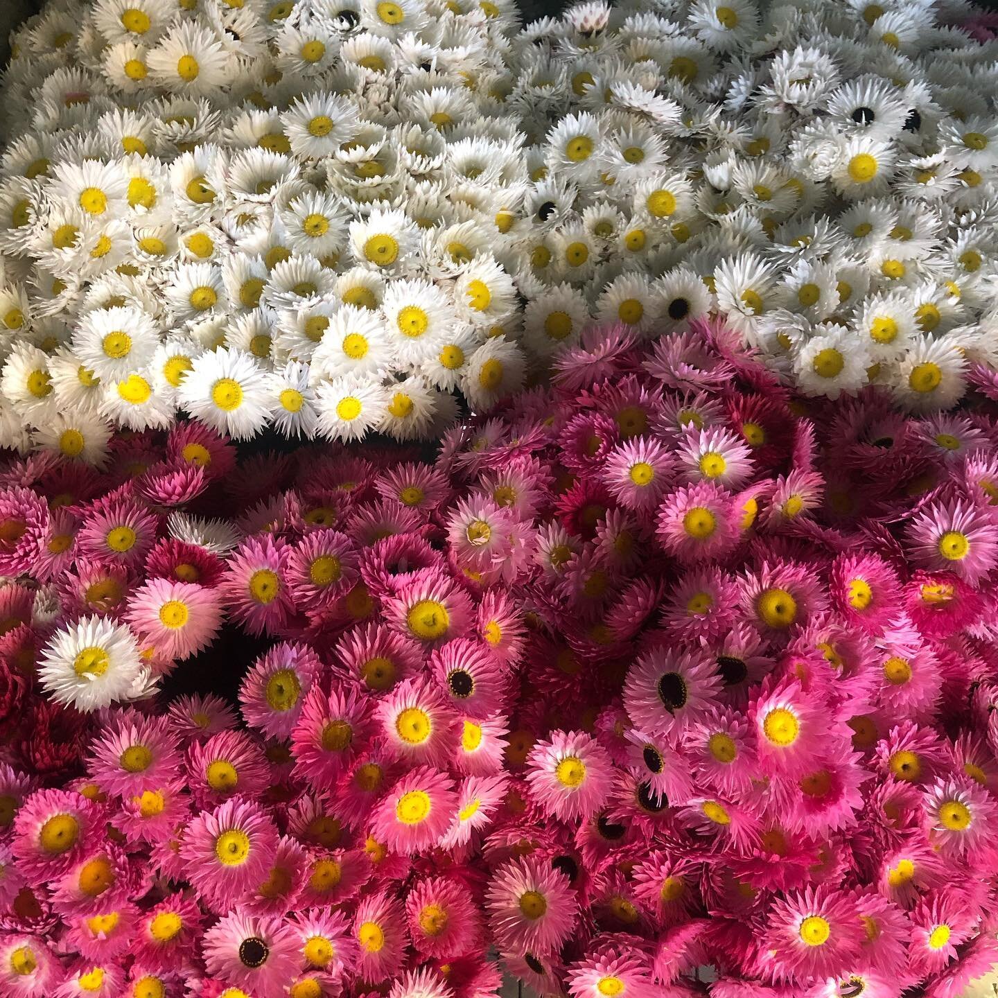 #paperdaisy season, lots of picking for the next few months #australianflora #eastcoastwildflowers #sydneyflowermarkets