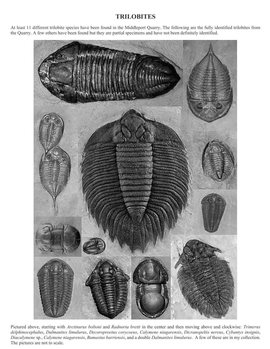 Trilobites Page 1: Dalmanites limulurus Lask Fossil Collection