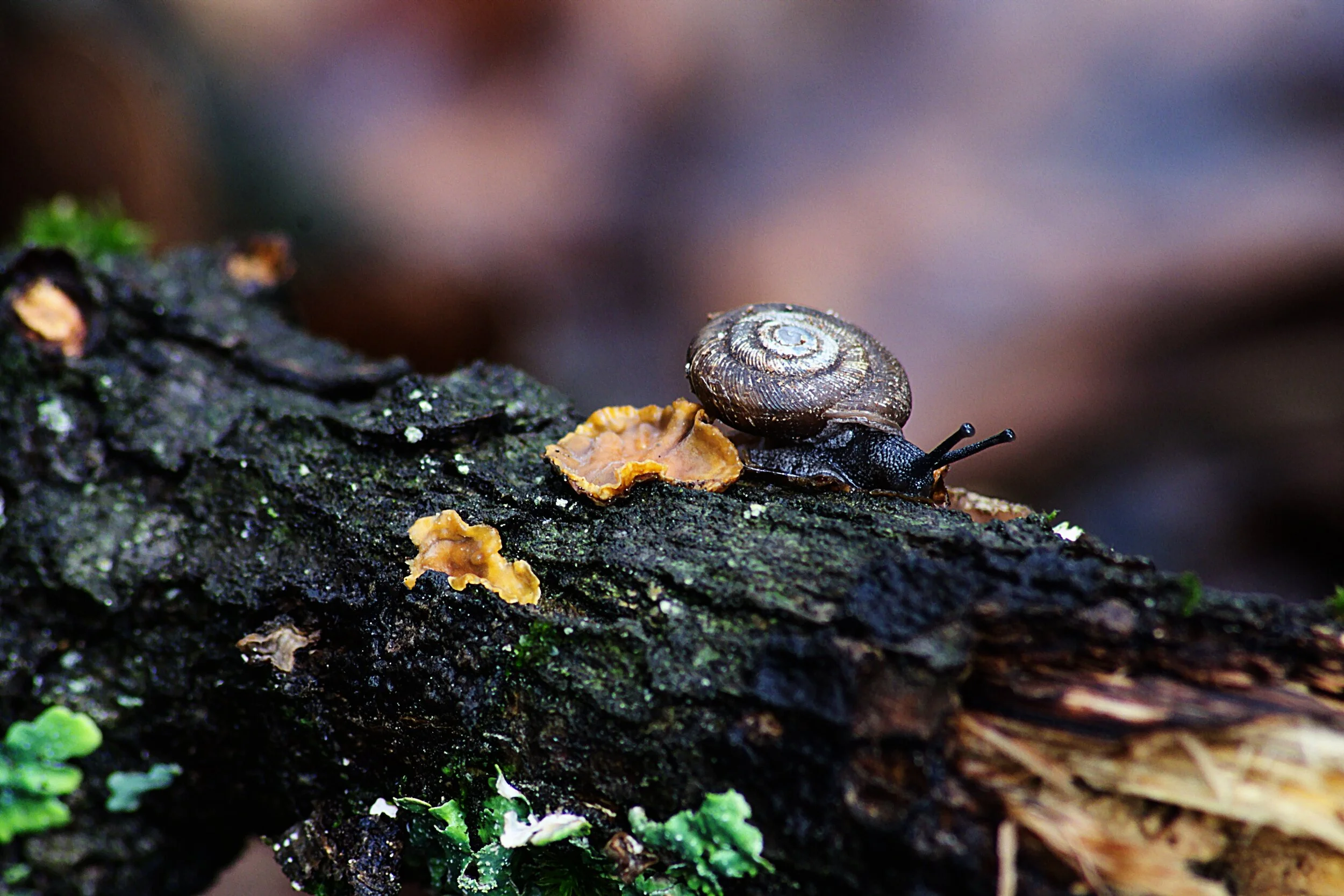 Photo credit: Michael Dziedzic on Unsplash.  Think snail-paced, not speedy gonzales.
