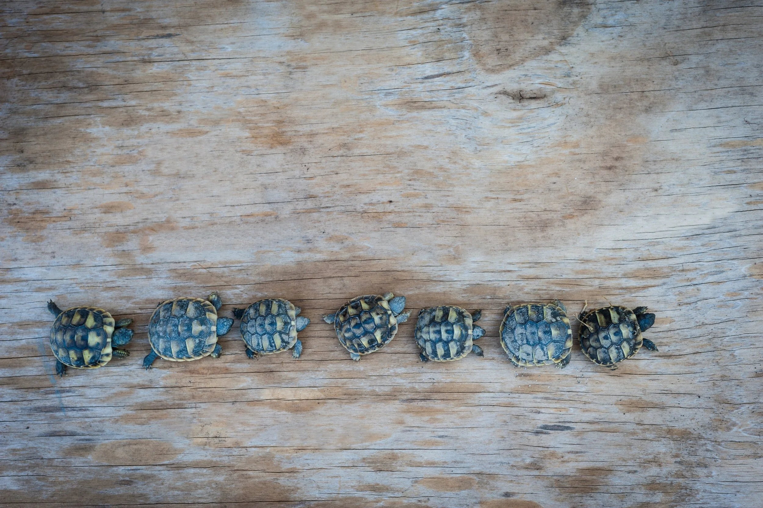 Photo credit: @massimonegrello on Unsplash.  *There’s one tortoise (or turtle if you’re being pedantic) for every theory test I’ve ever taken. Twice in the UK and a grand total of 5 in Spain. Go me!