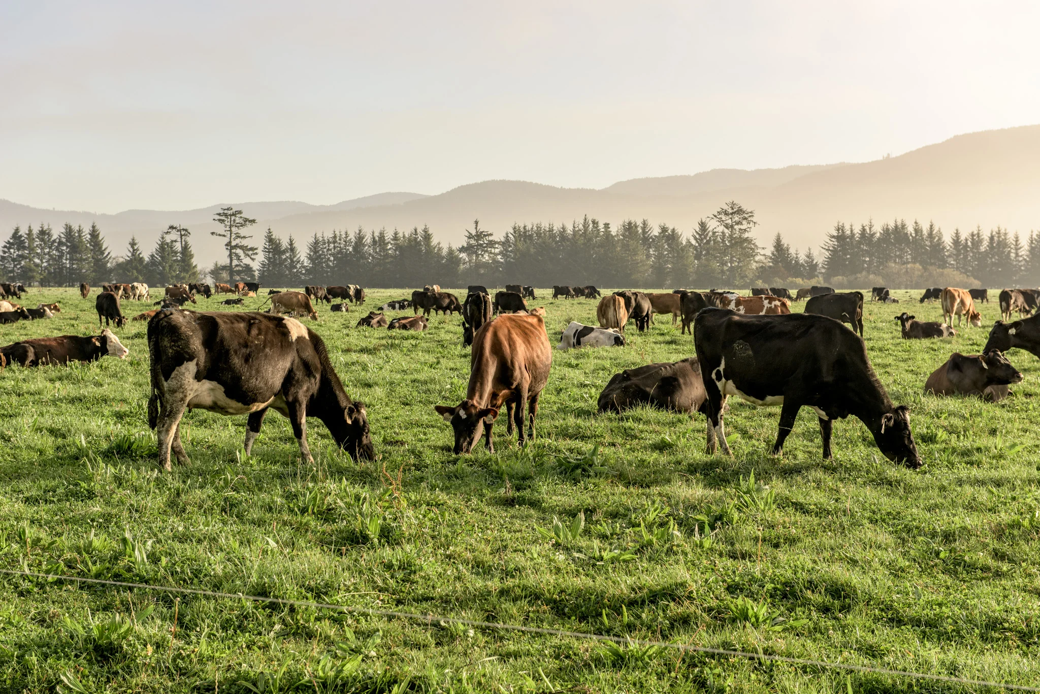 Alexandre Family Farm Crescent City, CA.jpg
