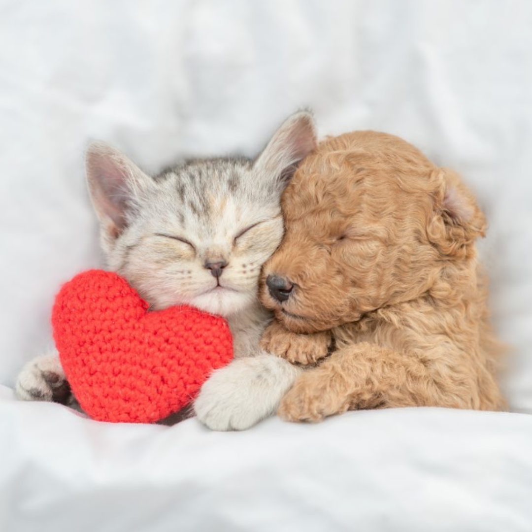 A Matter of the Heart: Protecting Your Pet’s Heart Health