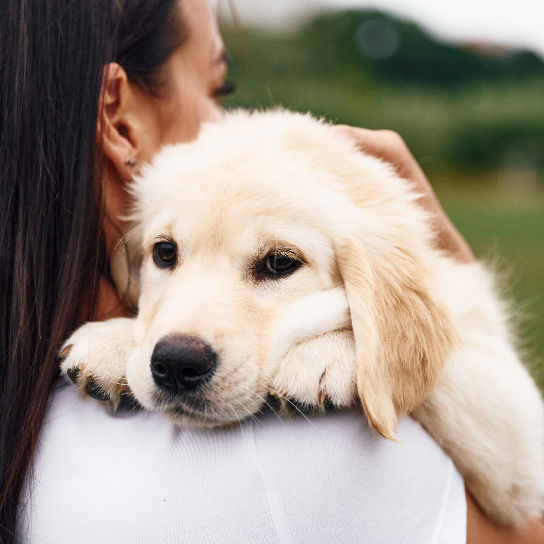 Heartworm Awareness Month: Protect Your Dog from This Silent Threat&nbsp;