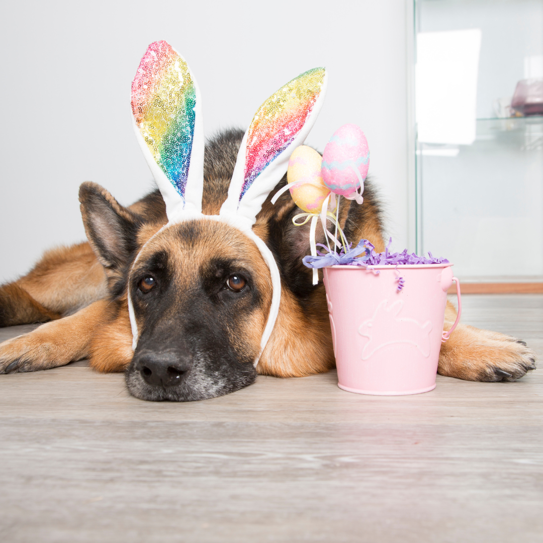 Chocolate and Pets: A Dangerous Combination