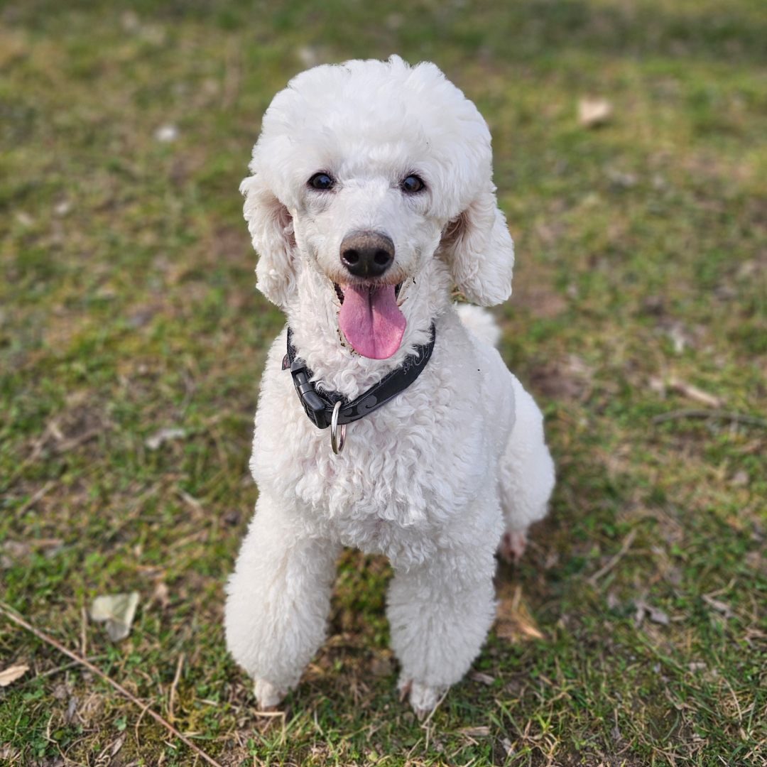 Seniors Winter Wellness: Keep Older Pets Comfortable This Winter