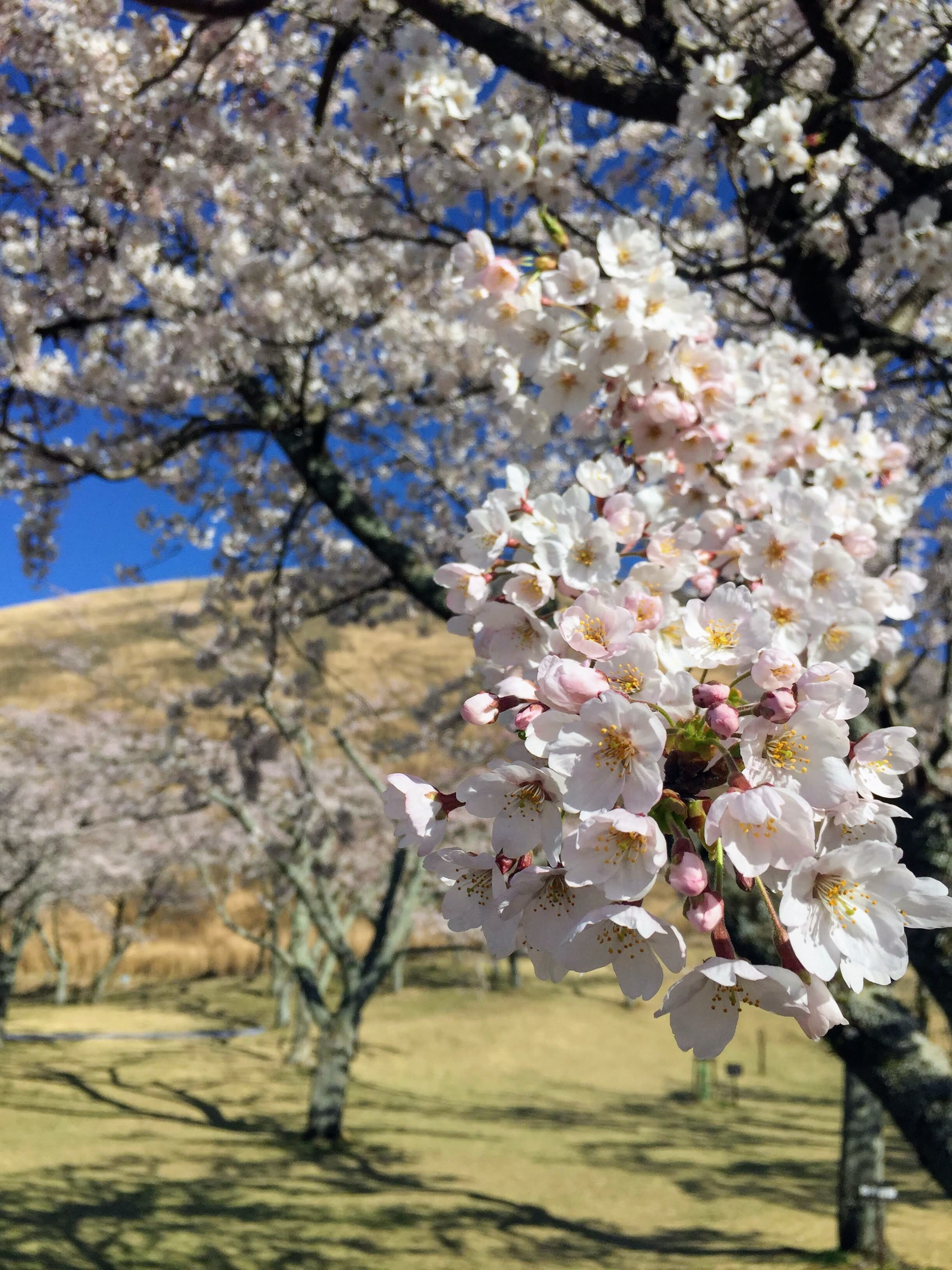 Cherry blossom Omuro.JPG