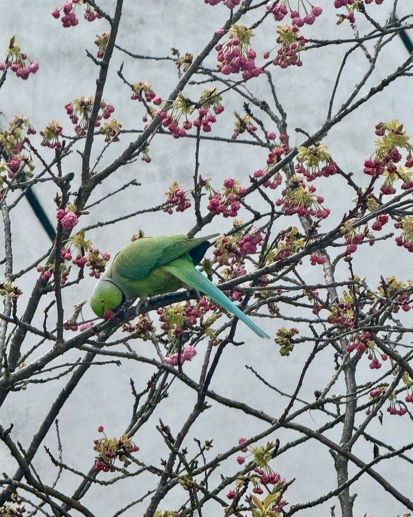 spring in Amsterdam: my son and I call him Ruud, the parakeet who comes to visit us every day 💚
