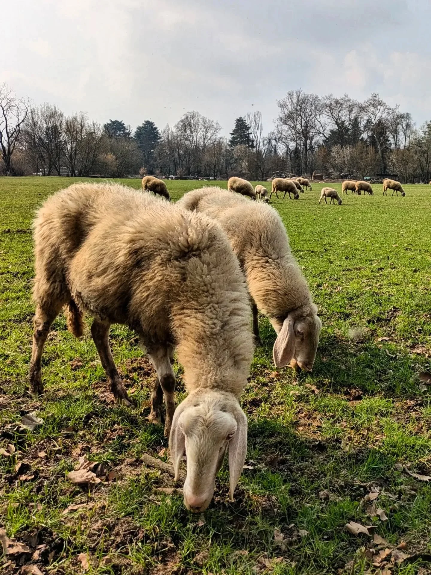 🌳🌳🌳 balade au Parc de Monza 🌳🌳🌳
.
.
.
#parcodimonza 
#italie 
#animauxdelaferme