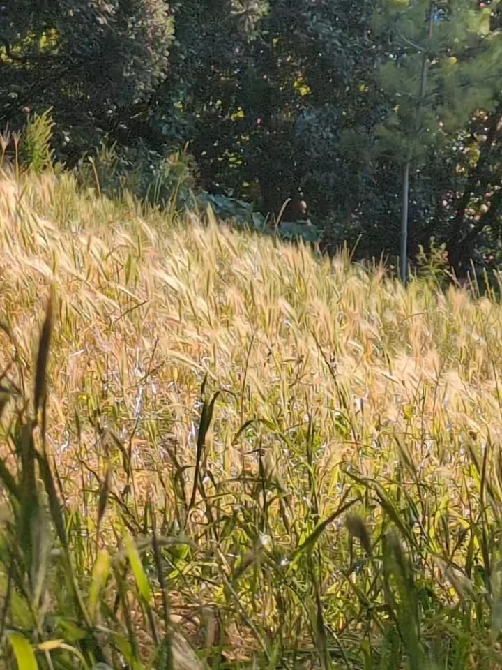 🌾🌾🌾... fin de canicule &agrave; Paris... 
.
.
.
#vent
#prairie 
#summer