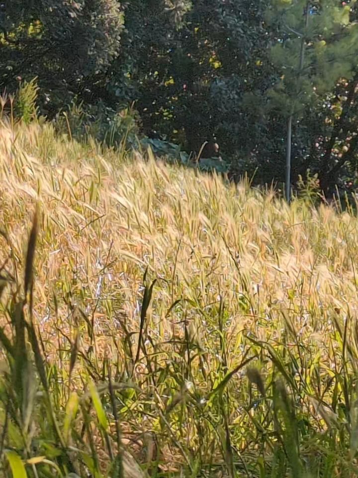 🌾🌾🌾... fin de canicule &agrave; Paris... 
.
.
.
#vent
#prairie 
#summer