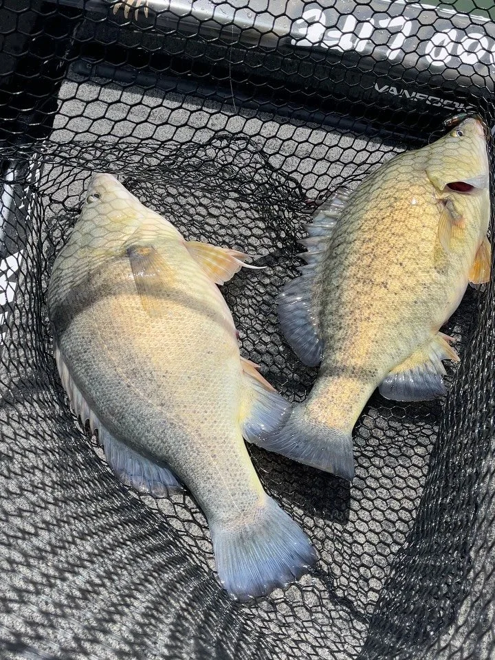 Nearly the last of the Yella trips to Lake Hume. We had some awesome trips! If you want to find out more info on chasing Yellowbelly up at Lake Hume keep an eye out online for something pretty cool being released very soon #yellowbelly #millerods #va