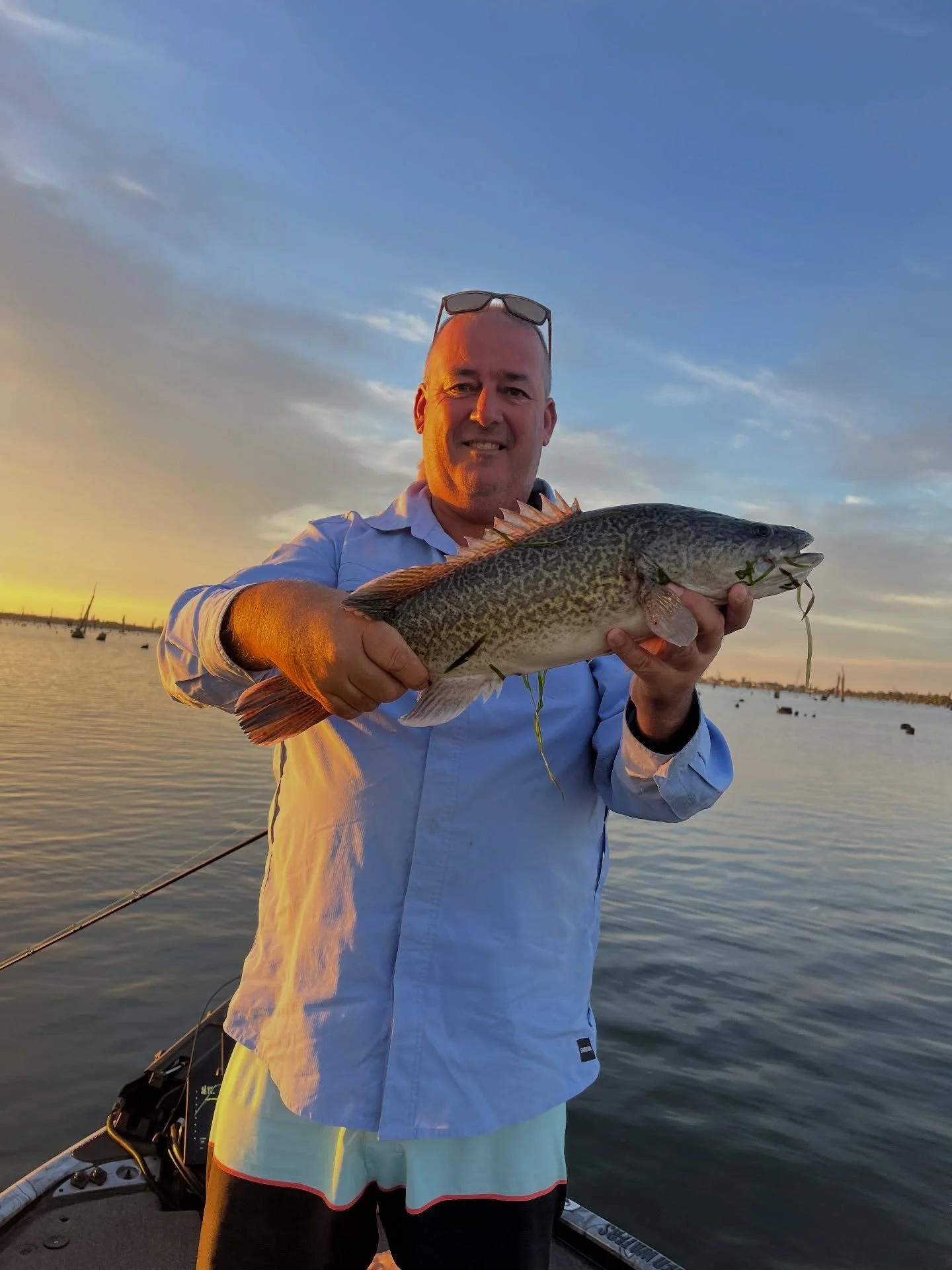 We have had some awesome mornings chasing cod in the shallows around the weed and timber lately. Using 5/8oz @spin_wright_lures spinnerbaits and a few off the top to mix it up #murraycod #lakemulwala #summer #surfacefishing