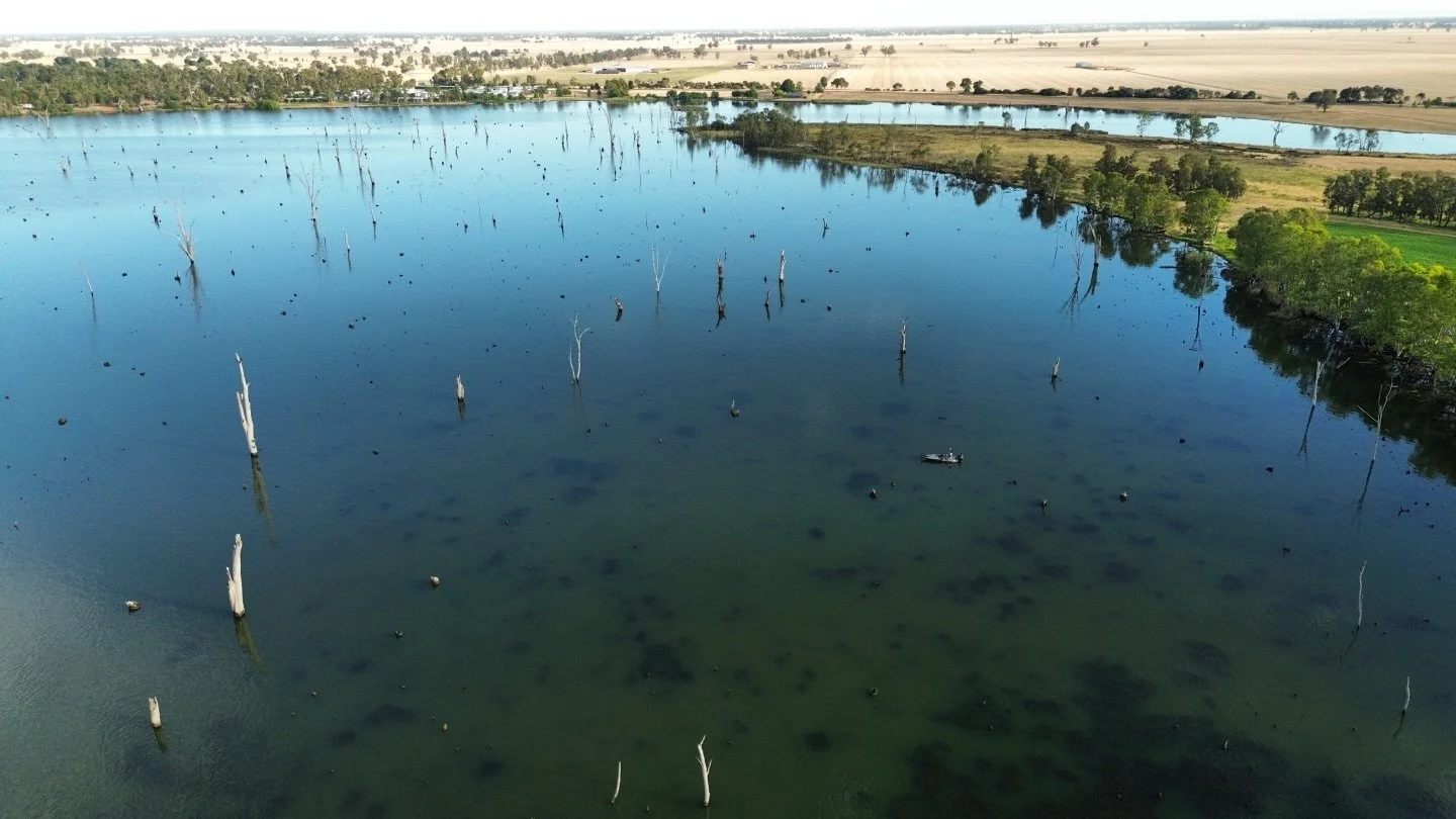 Weed is getting thick in the lake this year. No drawdown this season but looking forward to fishing around the weed and clearer water