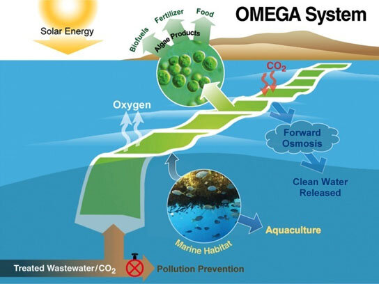 Offshore-Membrane-Enclosures-for-Growing-Algae.jpg