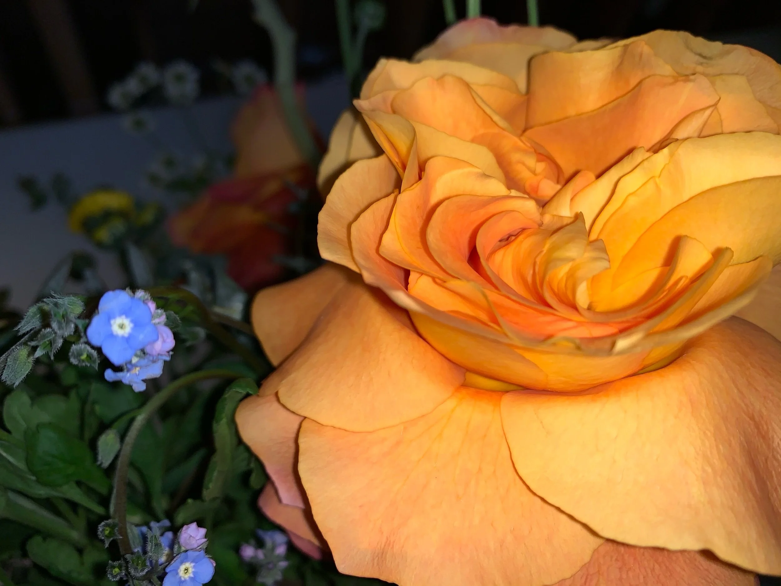 IMG_0951.jpeg