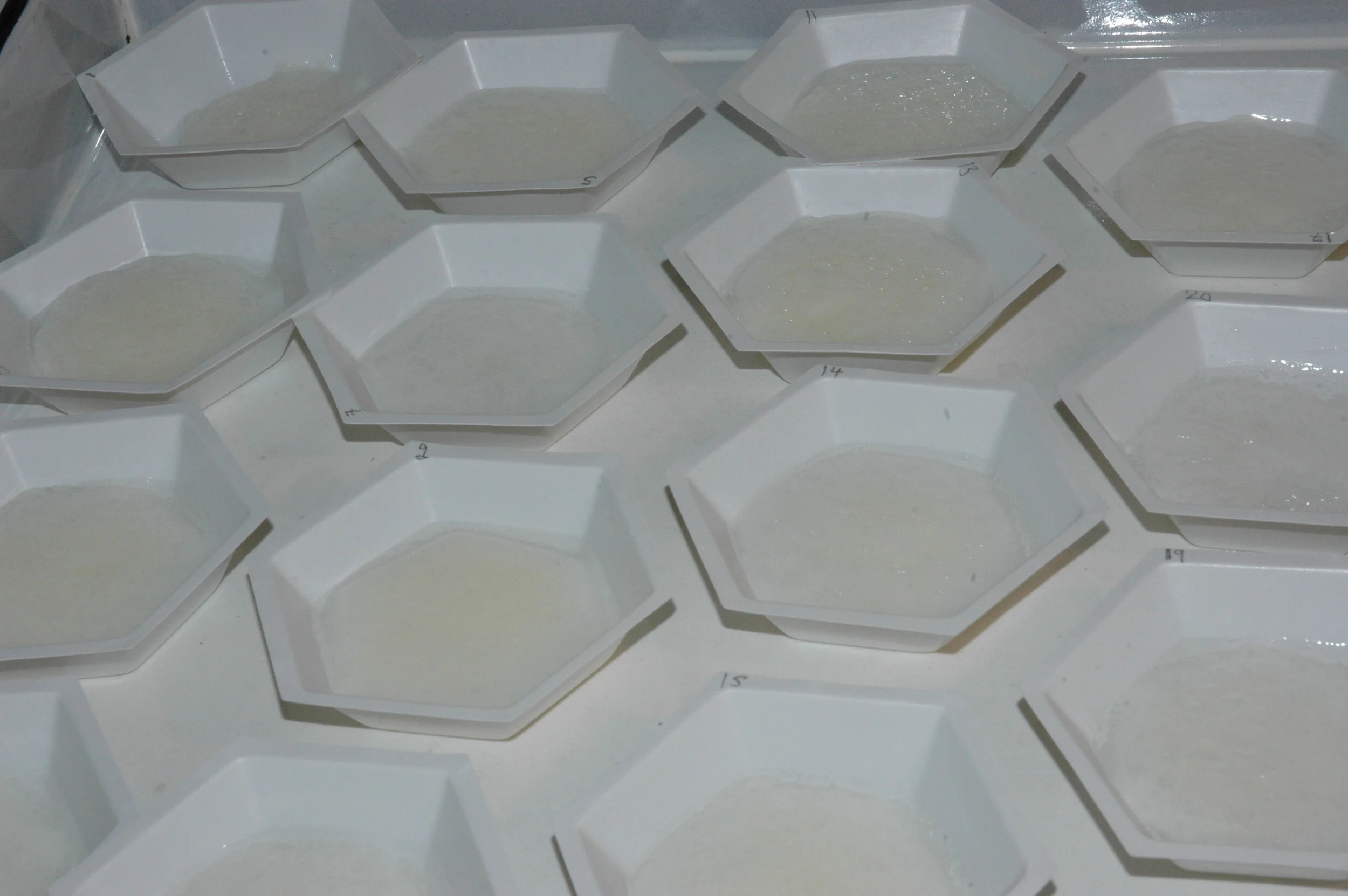 Hex trays#2DSC_0584.JPG