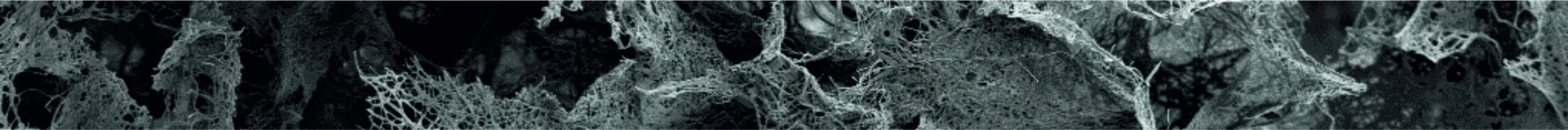 Scaff1 shallow banner.jpg