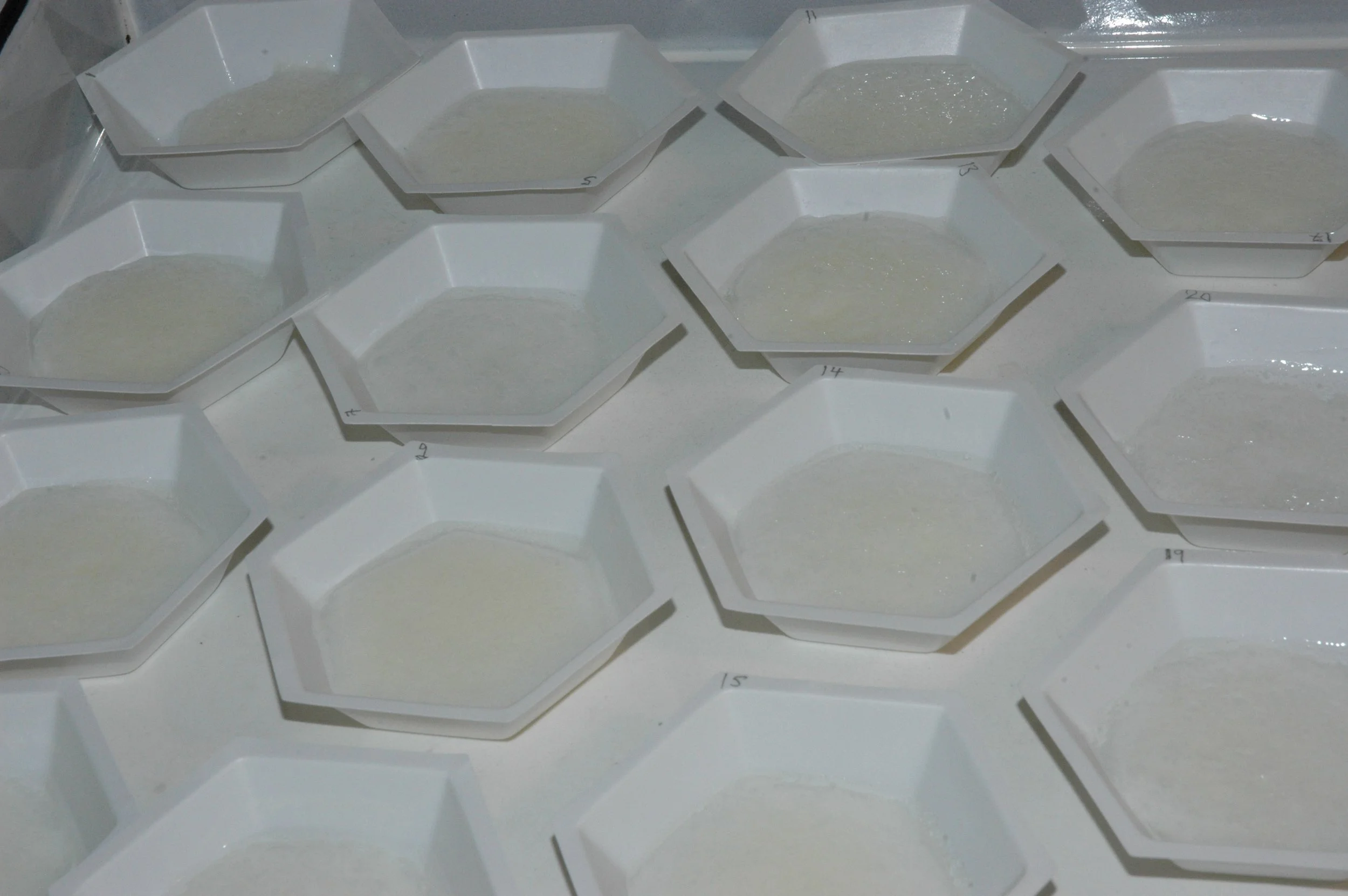 Hex trays#2DSC_0584.JPG